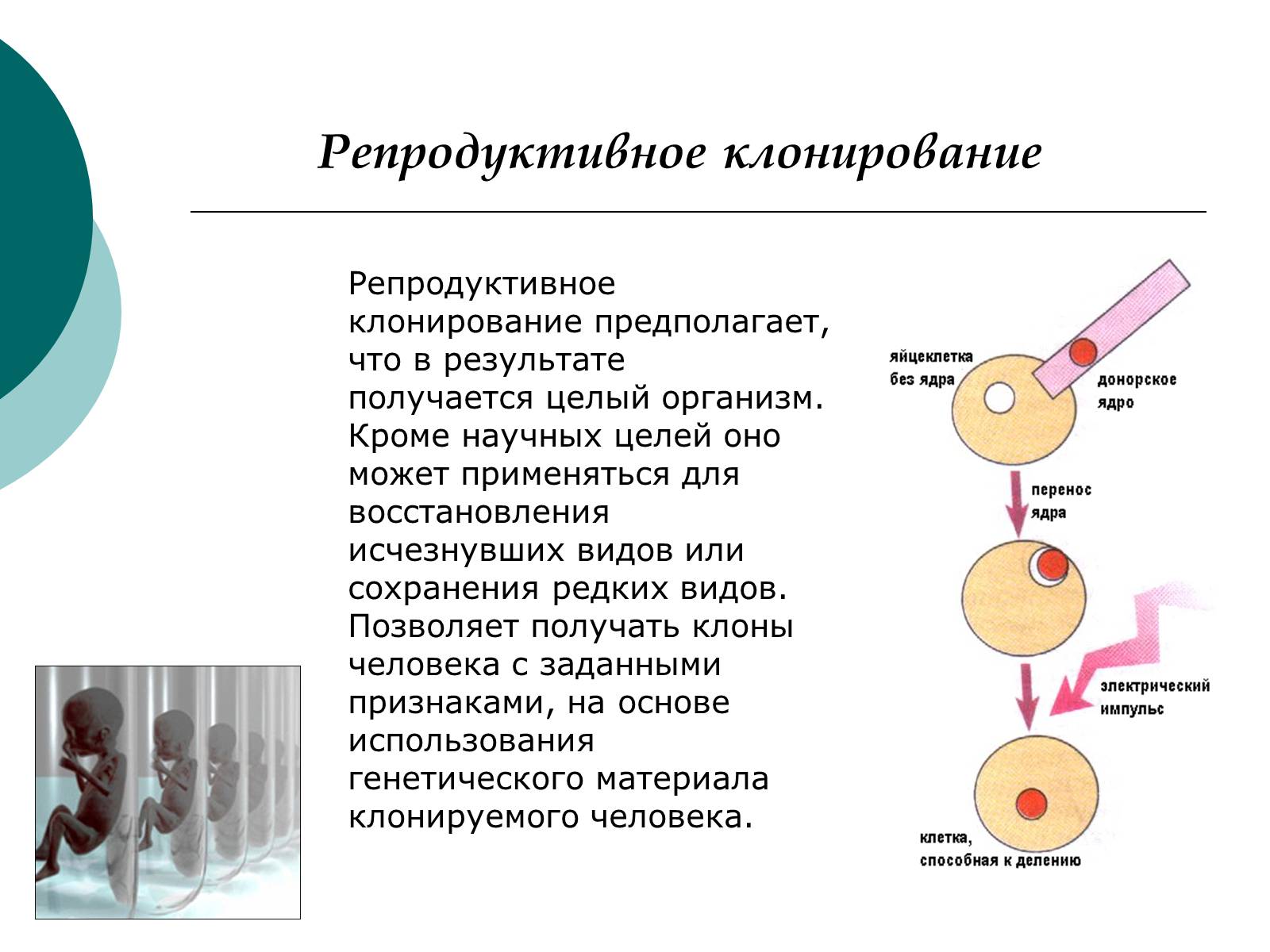 Репродуктивное клонирование. Репродуктивное клонирование человека схема. Репродуктивное и терапевтическое клонирование схема. Клонирование схема биология. Презентация на тему клонирование.