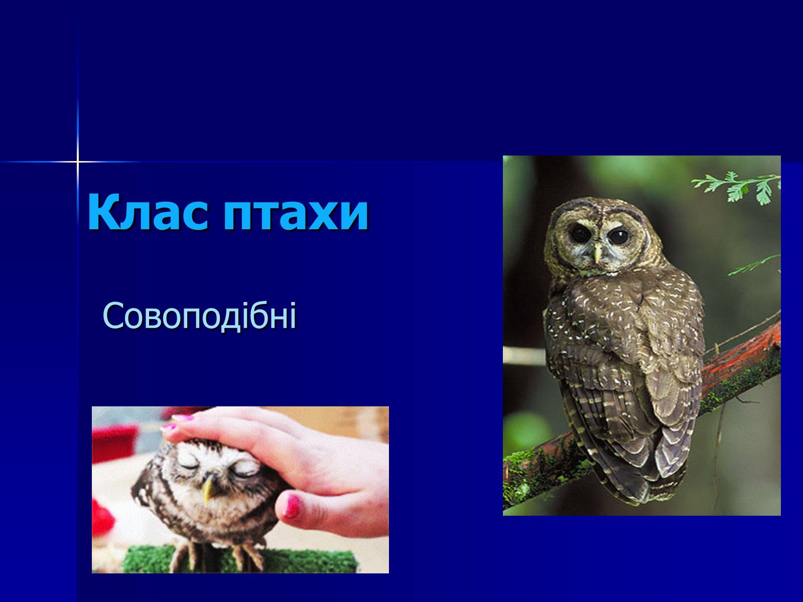 Презентація на тему «Совоподібні» (варіант 2) - Слайд #1