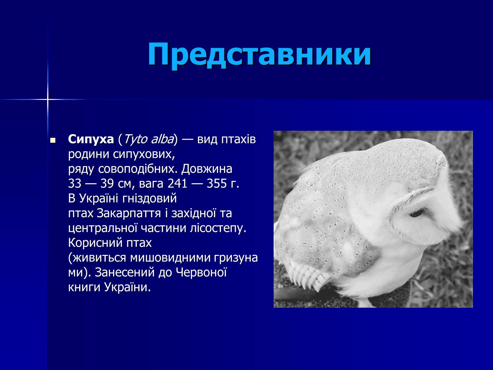 Презентація на тему «Совоподібні» (варіант 2) - Слайд #8