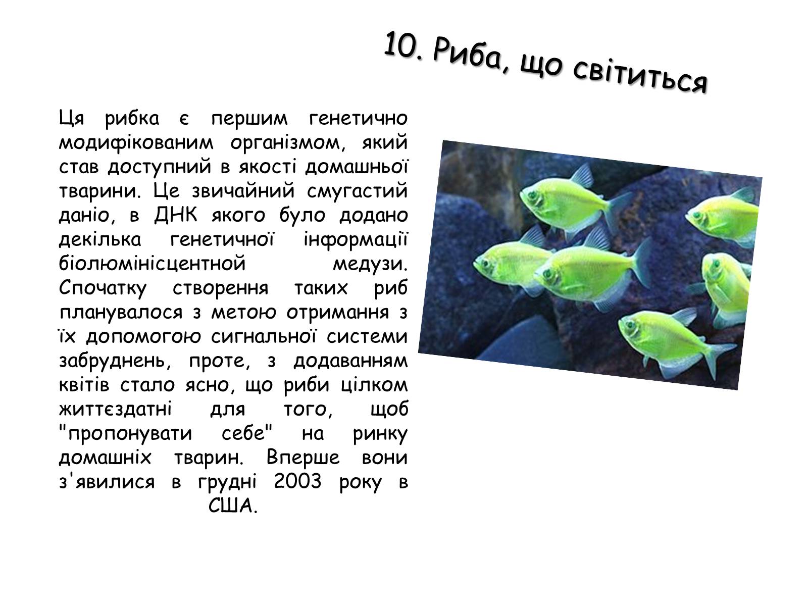 Презентація на тему «Генетично модифіковані організми» (варіант 2) - Слайд #5