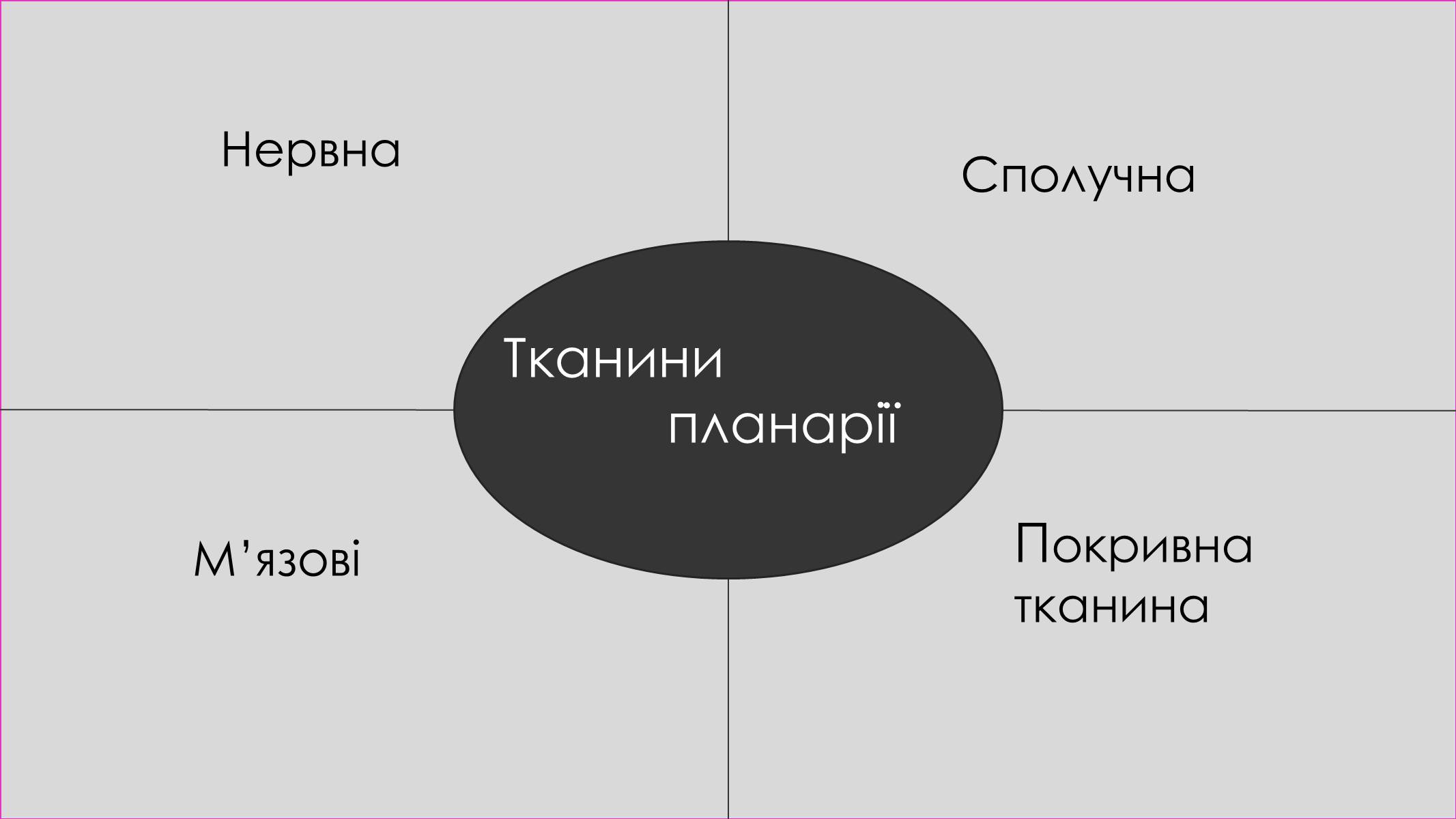 Презентація на тему «Пласкі черви» - Слайд #7