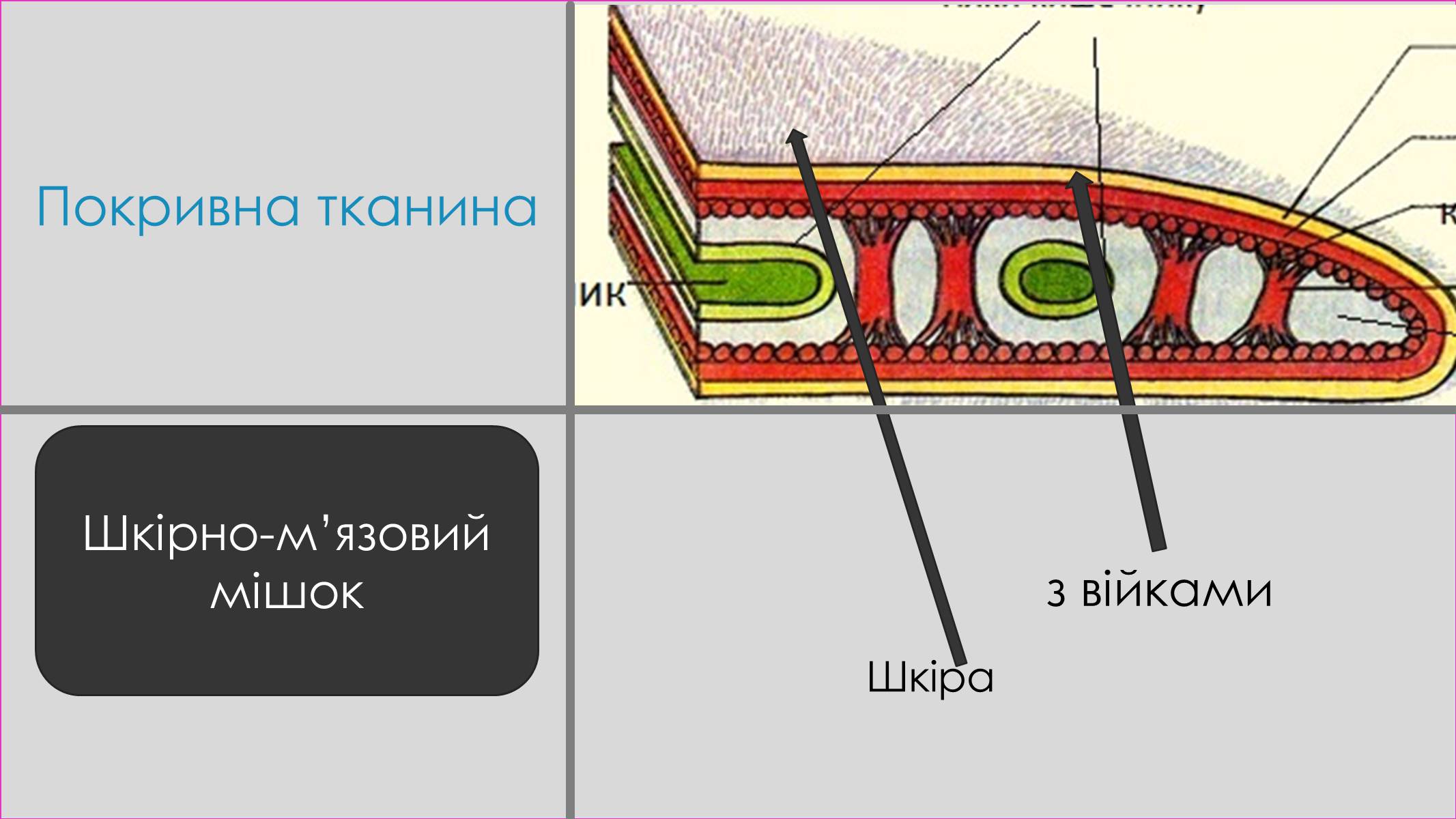 Презентація на тему «Пласкі черви» - Слайд #8