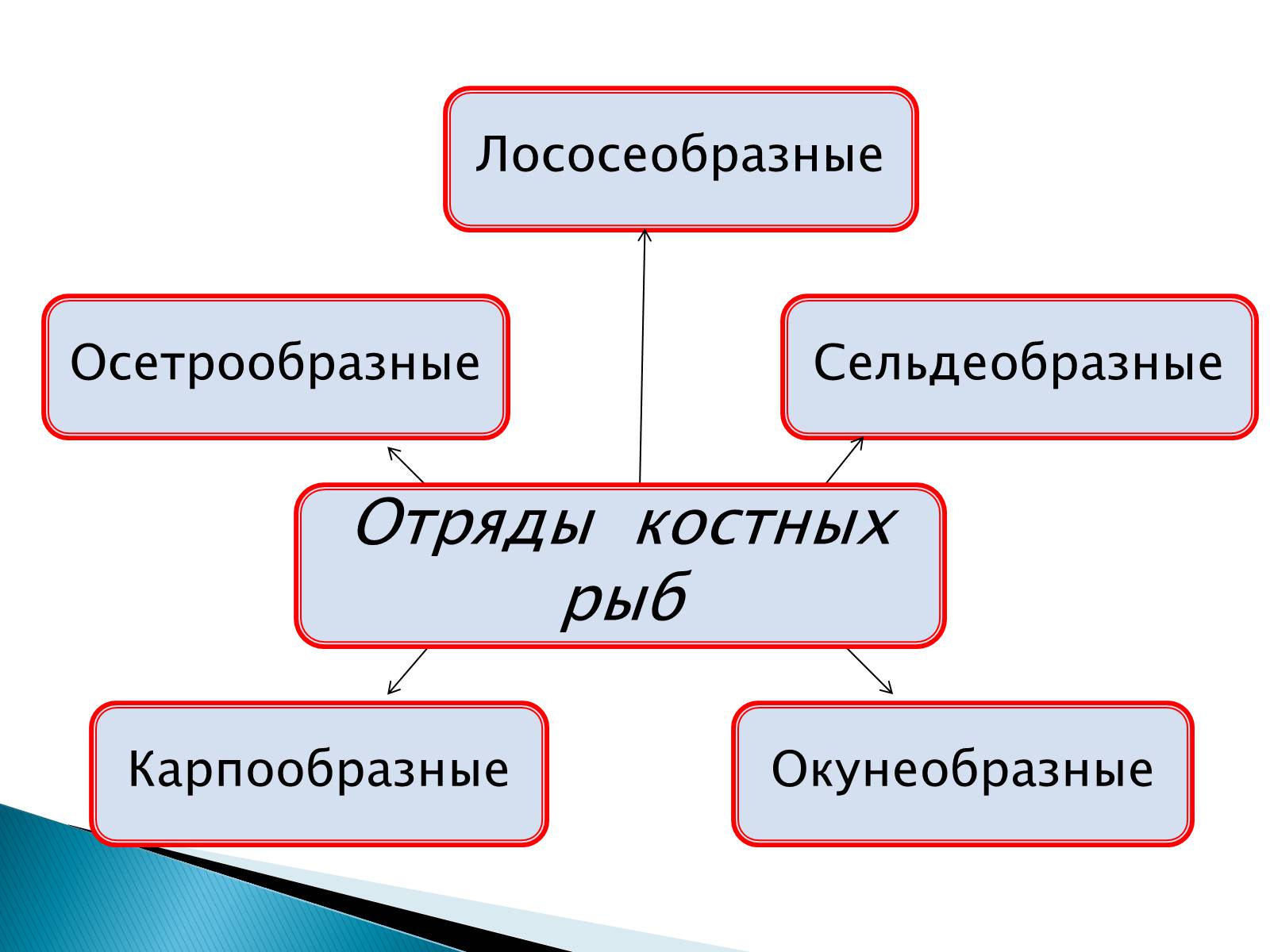 Презентація на тему «Костные рыбы» - Слайд #4