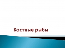 Презентація на тему «Костные рыбы»