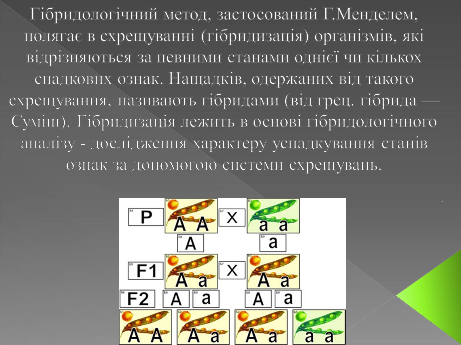 Презентація на тему «Методи генетичних досліджень» (варіант 3) - Слайд #3