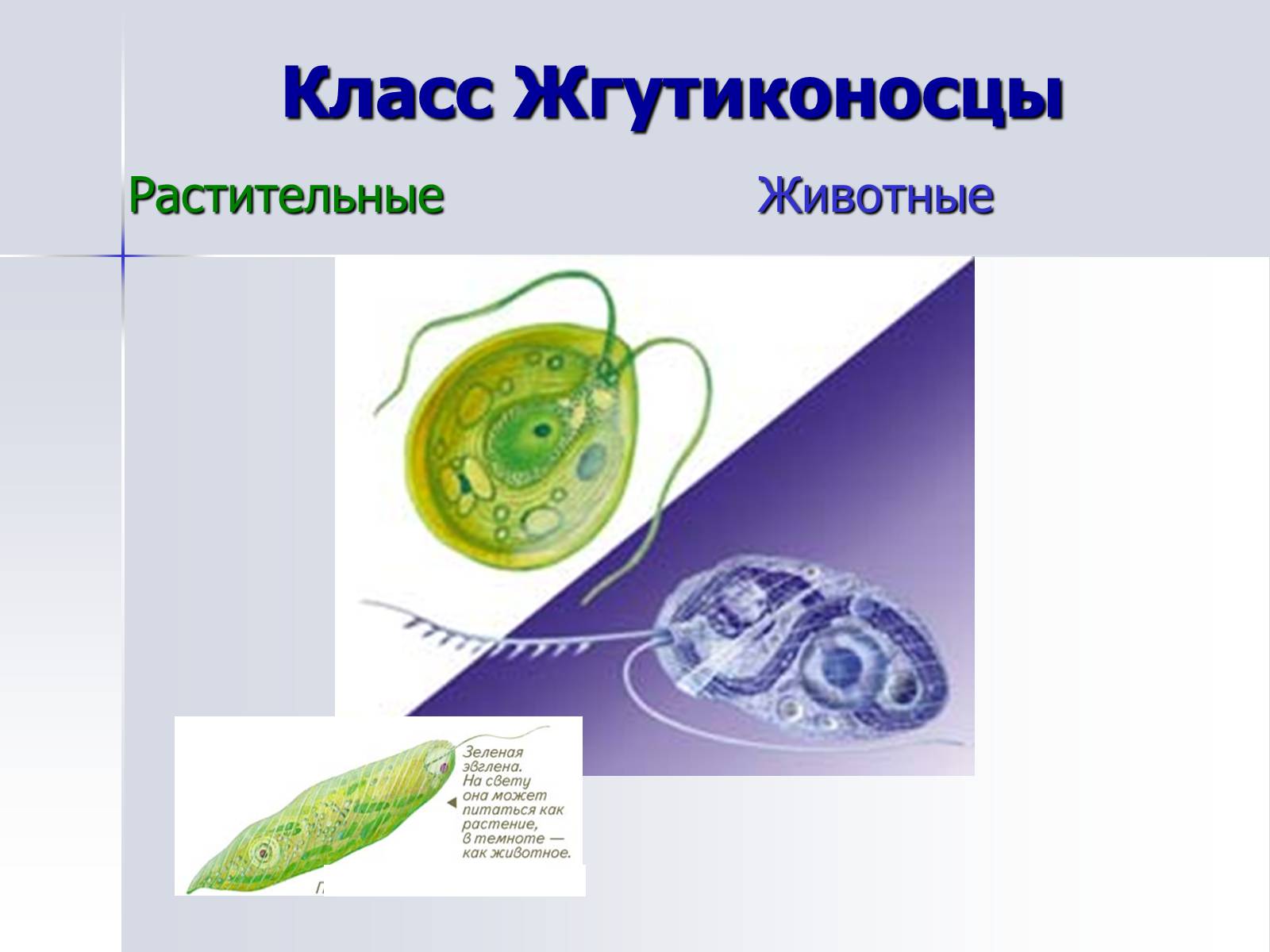 Простейшие 9 класс. Жгутиконосцы. Животные жгутиконосцы. Тип жгутиконосцы. Класс растительные жгутиконосцы.