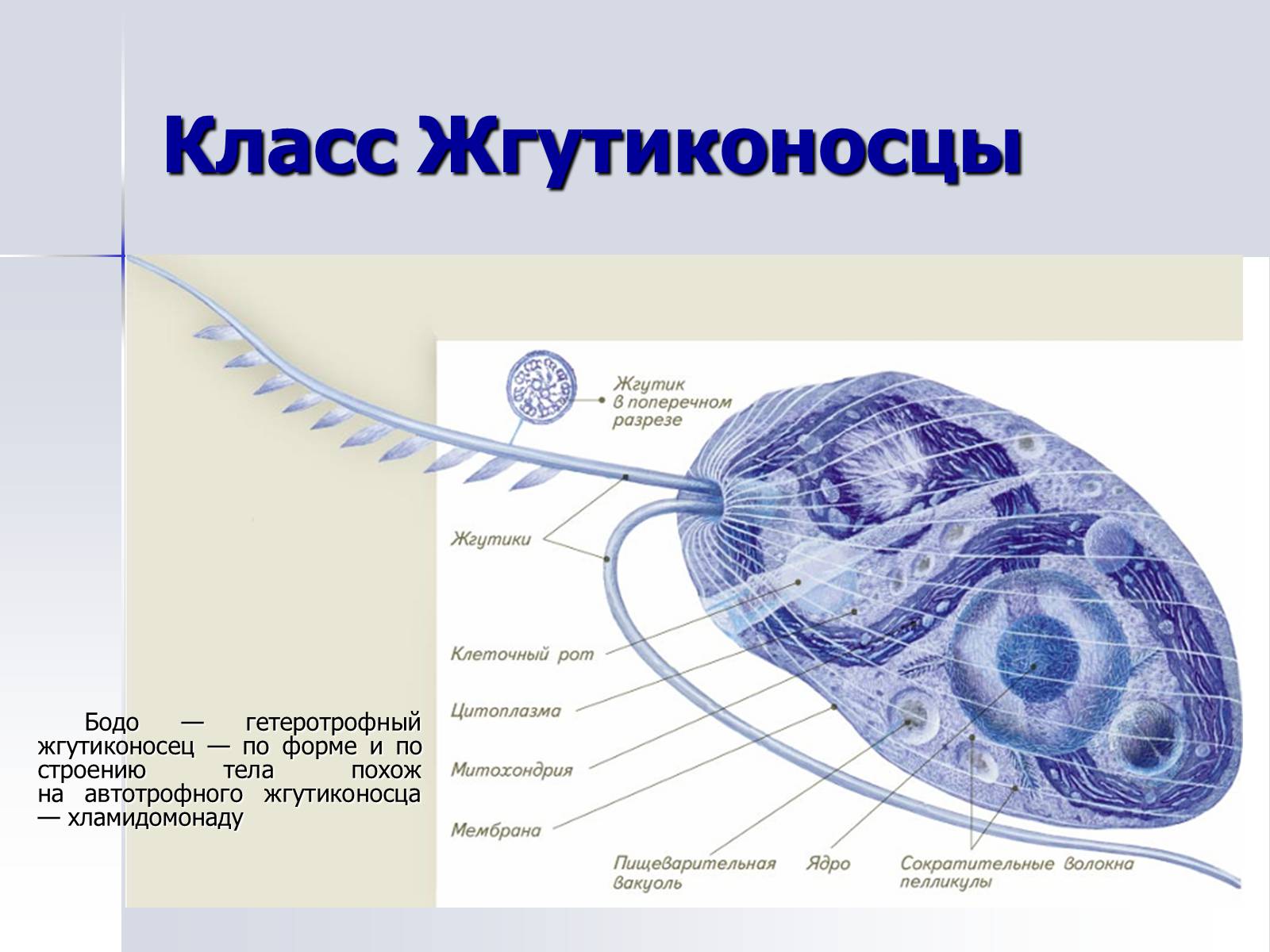 Презентація на тему «Тип Простейшие. Систематические группы» - Слайд #11