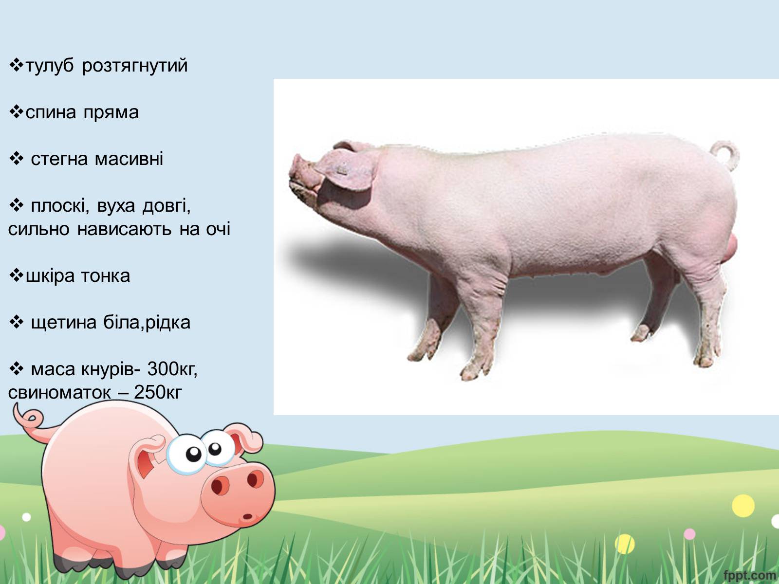 Список свиньи. Ландрас (порода свиней) породы свиней. Ландрасы поросята характеристика. Ландрас порода свиней характеристика.
