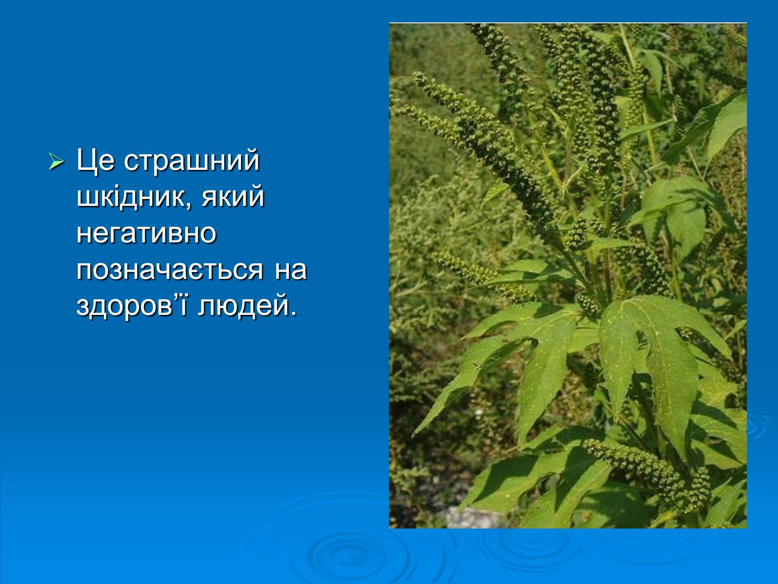 Презентація на тему «Амброзія полинолиста» - Слайд #2