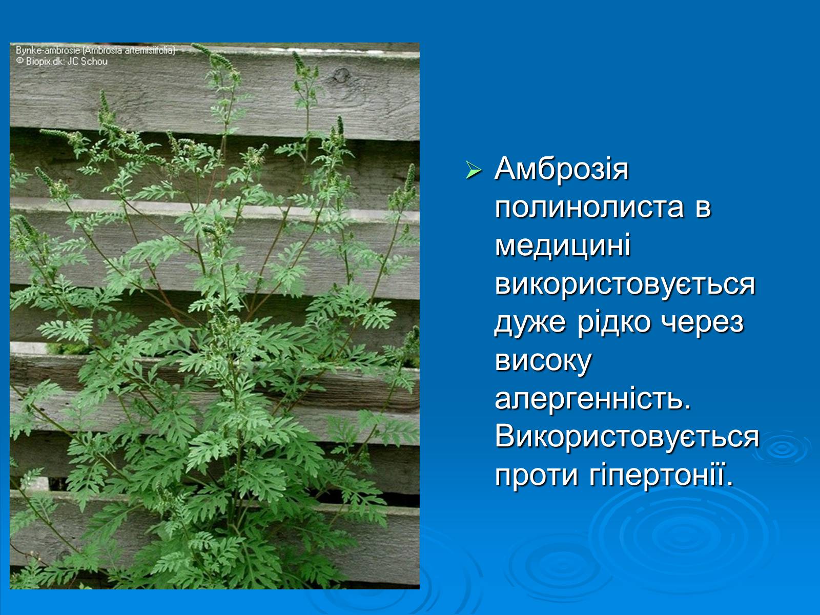 Презентація на тему «Амброзія полинолиста» - Слайд #3