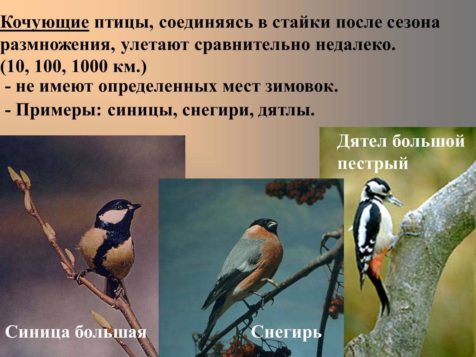 Периоды жизни птиц. Кочующие птицы. Оседлые Кочующие и перелетные птицы. Сезонные явления в жизни кочующих птиц. Кочующие птицы примеры.