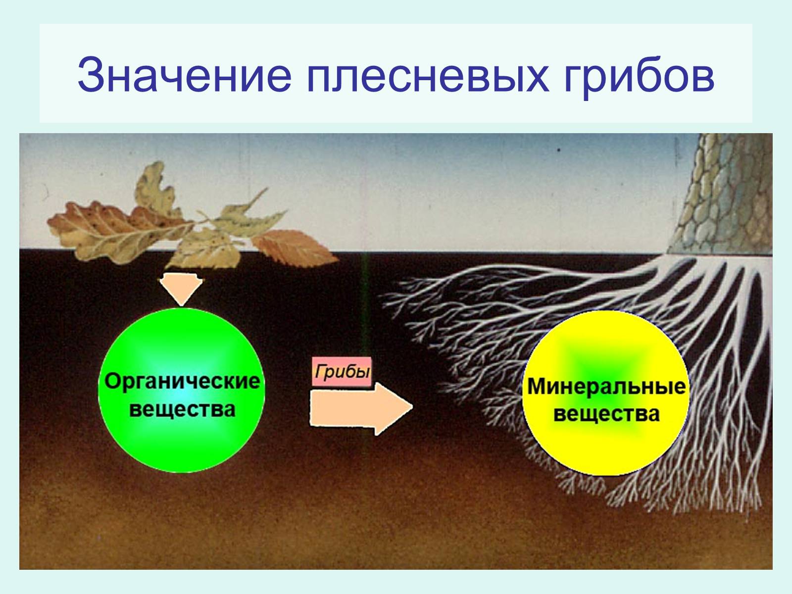 Грибы органические вещества. Грибы в круговороте веществ. Круговорот веществ в природе грибы. Роль грибов в круговороте веществ. Круговорот грибов в природе.