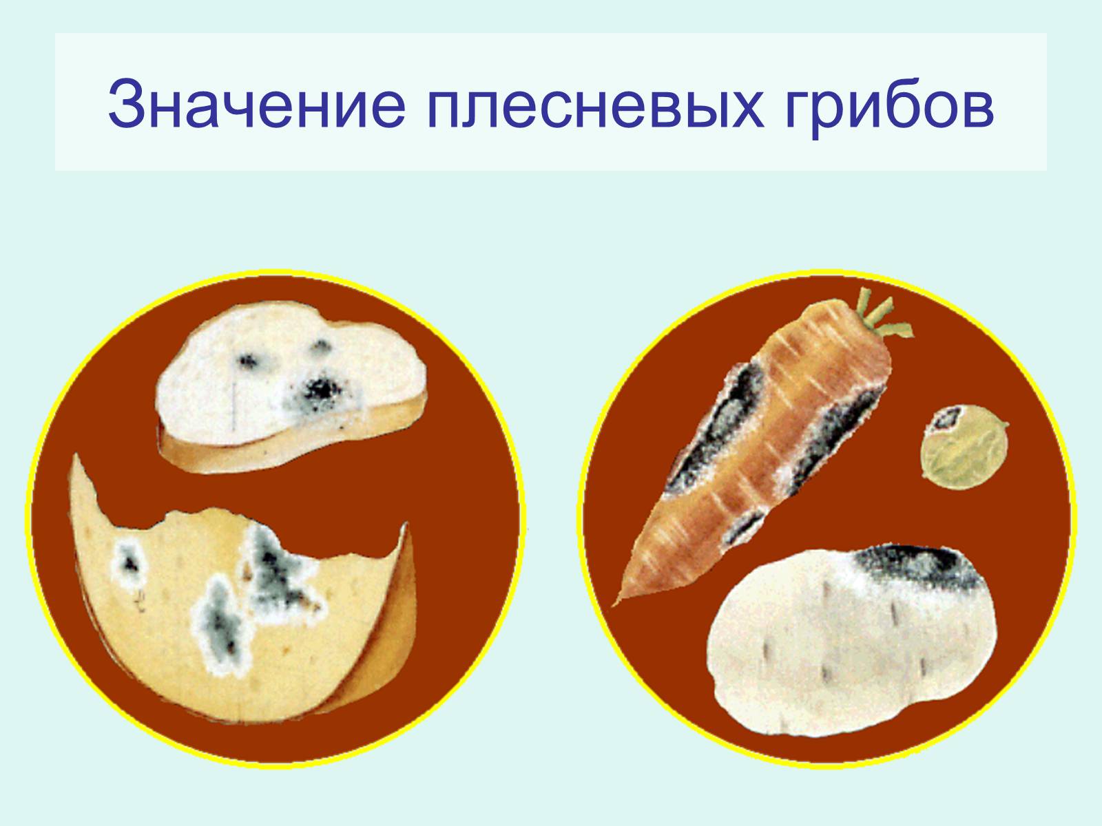 Вызывает порчу пищевых продуктов. Порча продуктов питания. Значение плесневых грибов. Вызывают порчу продуктов питания. Значение плесневелых грибов.