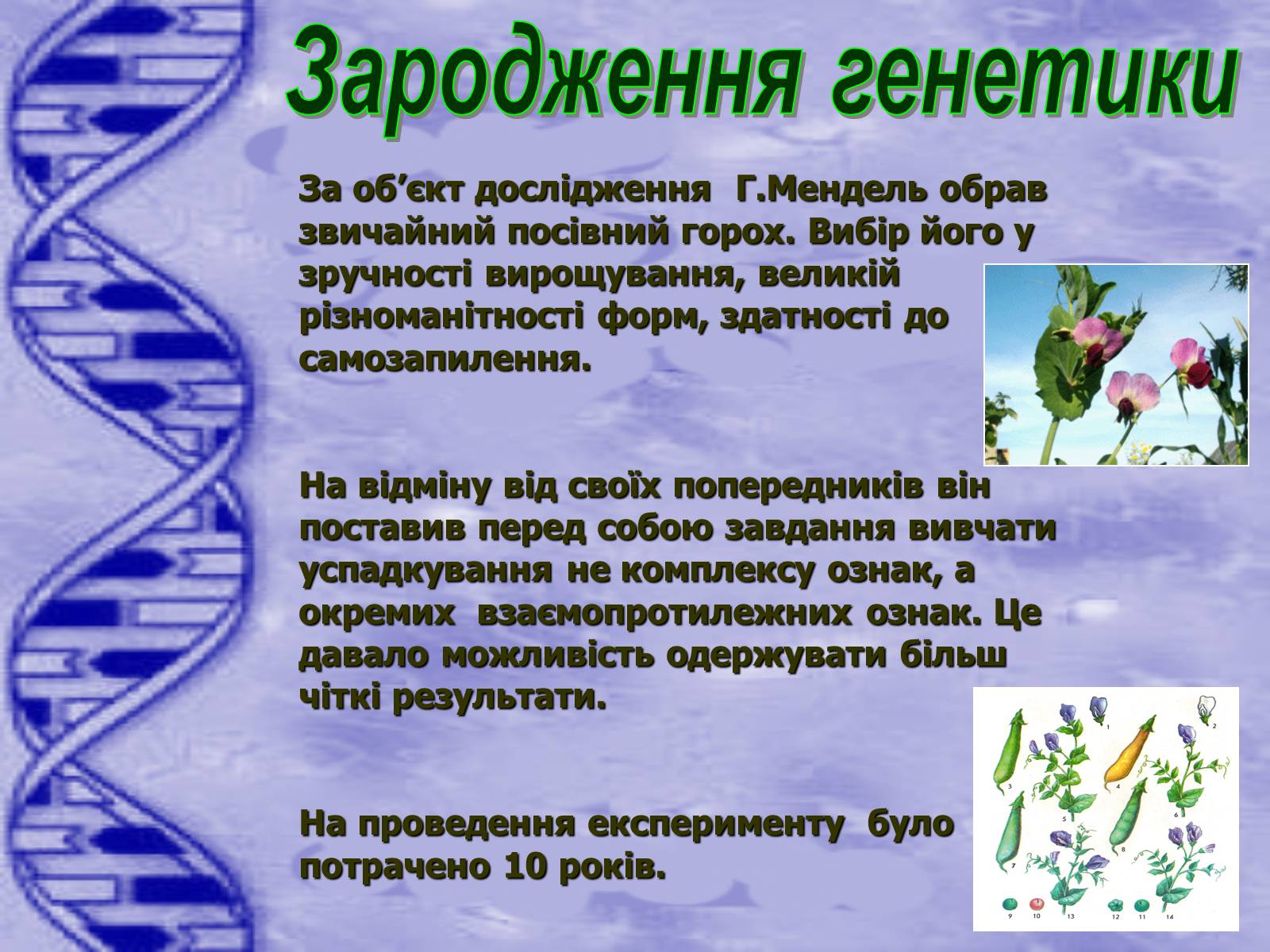 Презентація на тему «Історія розвитку генетики» - Слайд #7