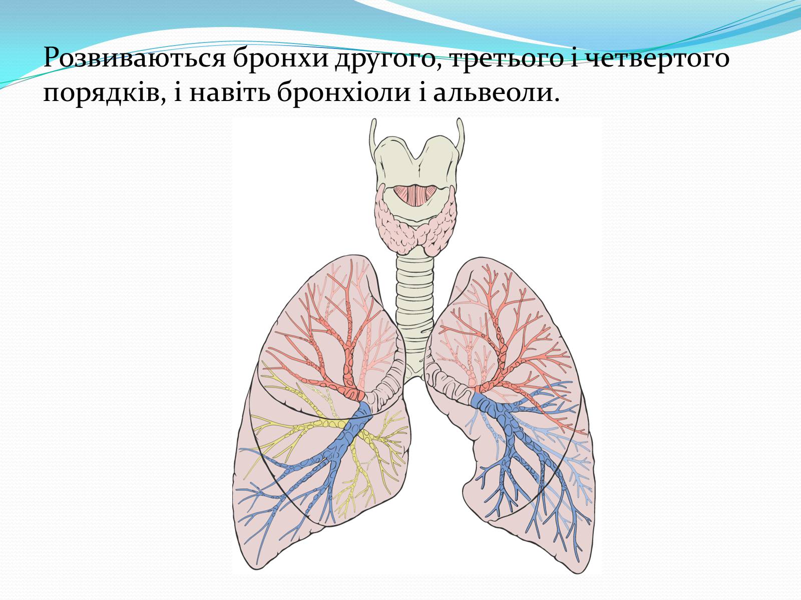 Возможность легкое. Carina в бронхах. Функции легких у детей. Рисунок функции легких. Легкие функции картинки.