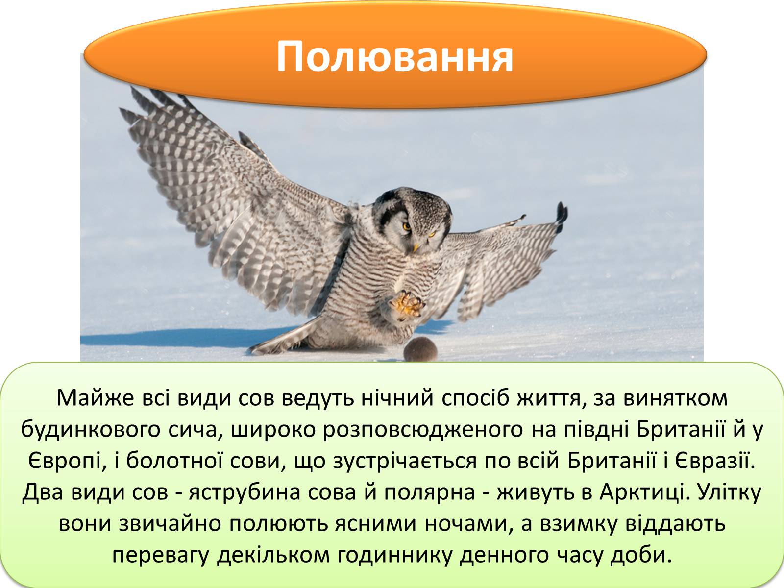 Презентація на тему «Совоподібні» (варіант 1) - Слайд #6