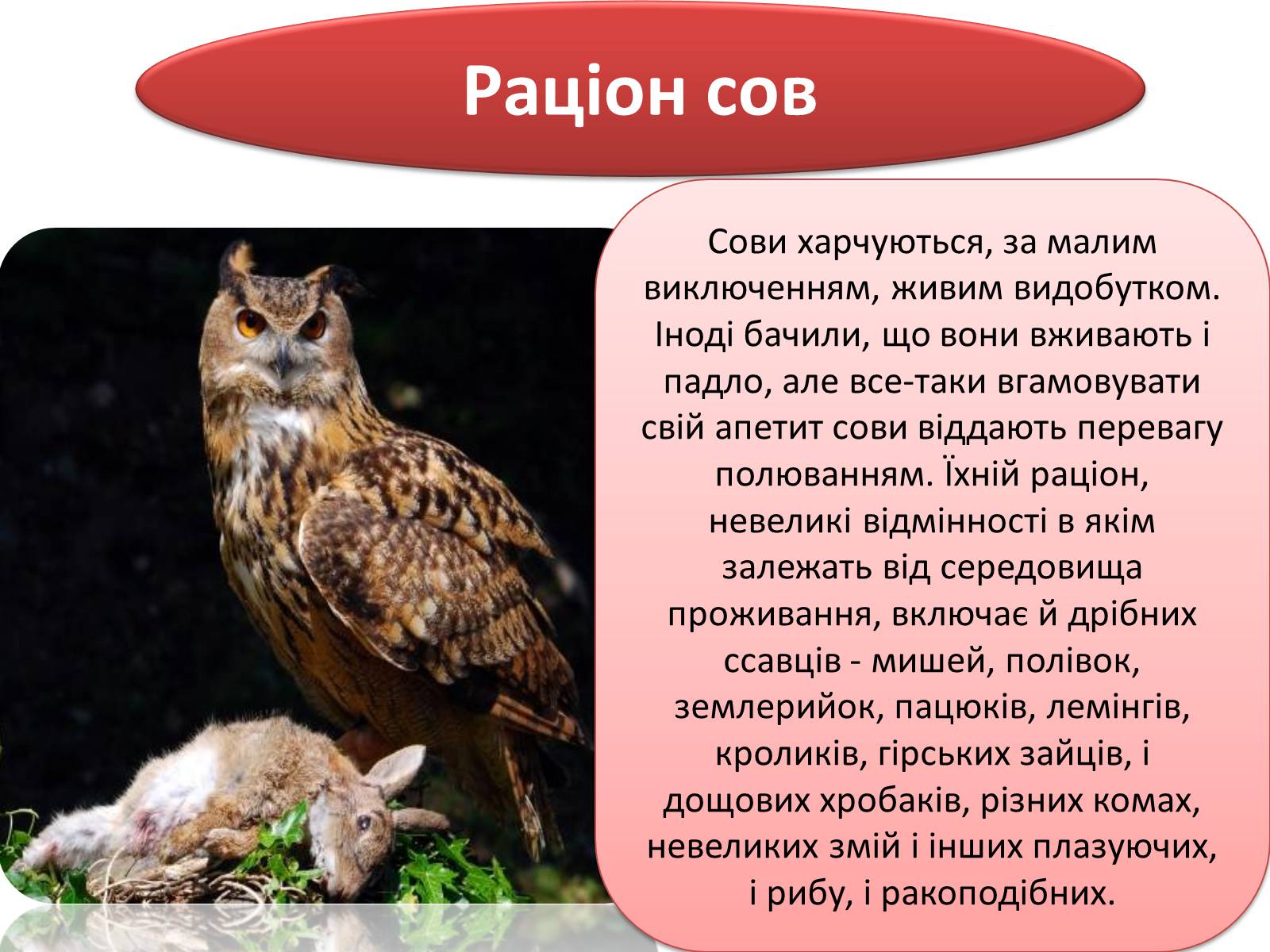 Презентація на тему «Совоподібні» (варіант 1) - Слайд #7