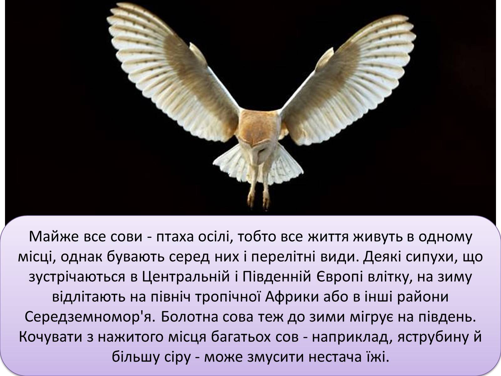 Презентація на тему «Совоподібні» (варіант 1) - Слайд #9