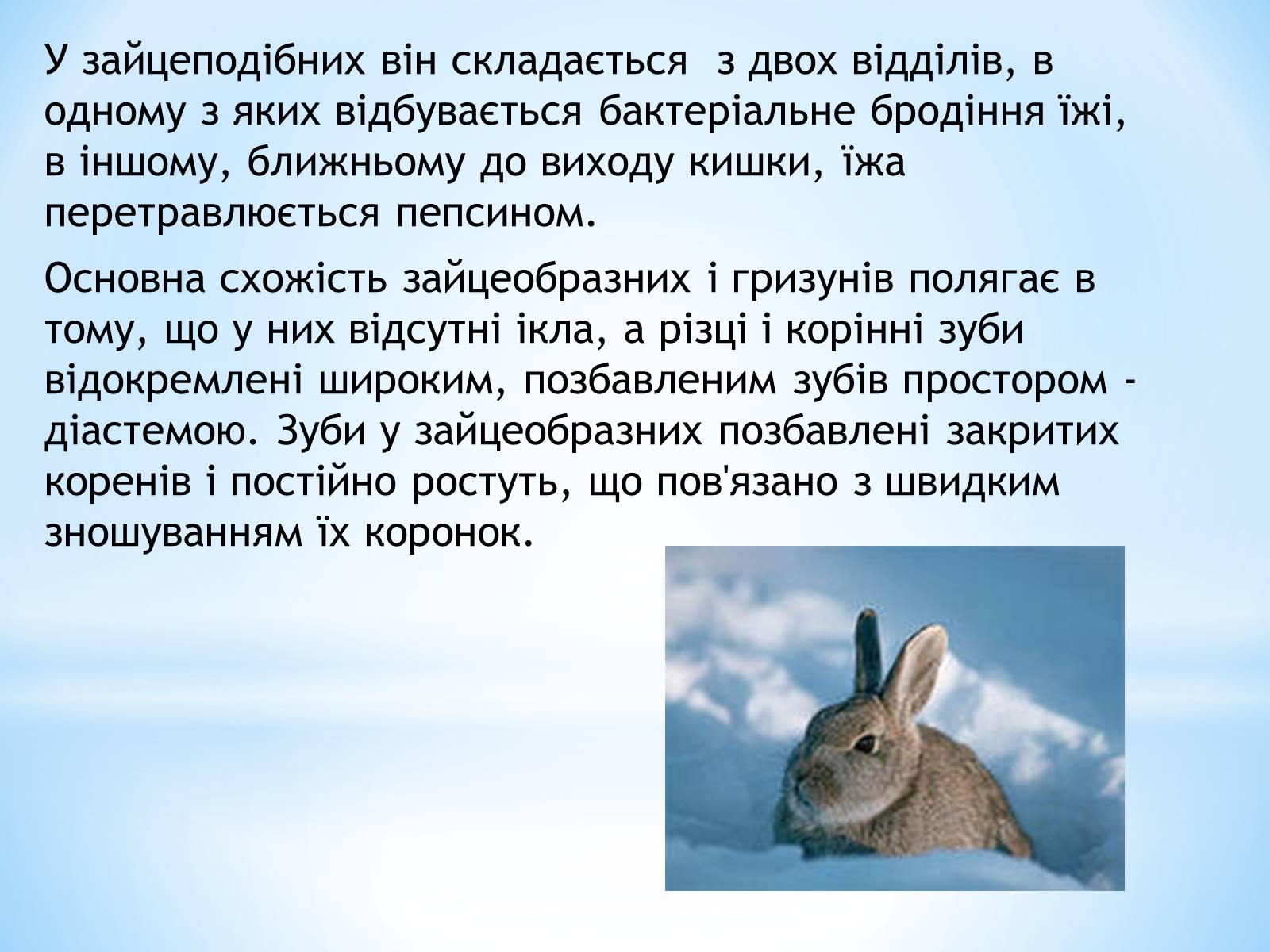 Презентація на тему «Зайцеподібні» - Слайд #4