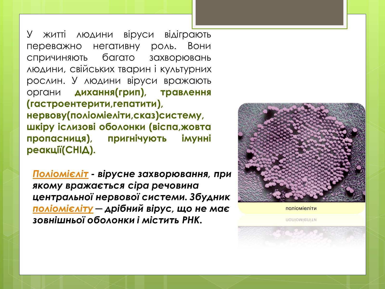 Презентація на тему «Заходи щодо профілактики вірусних хвороб» - Слайд #5