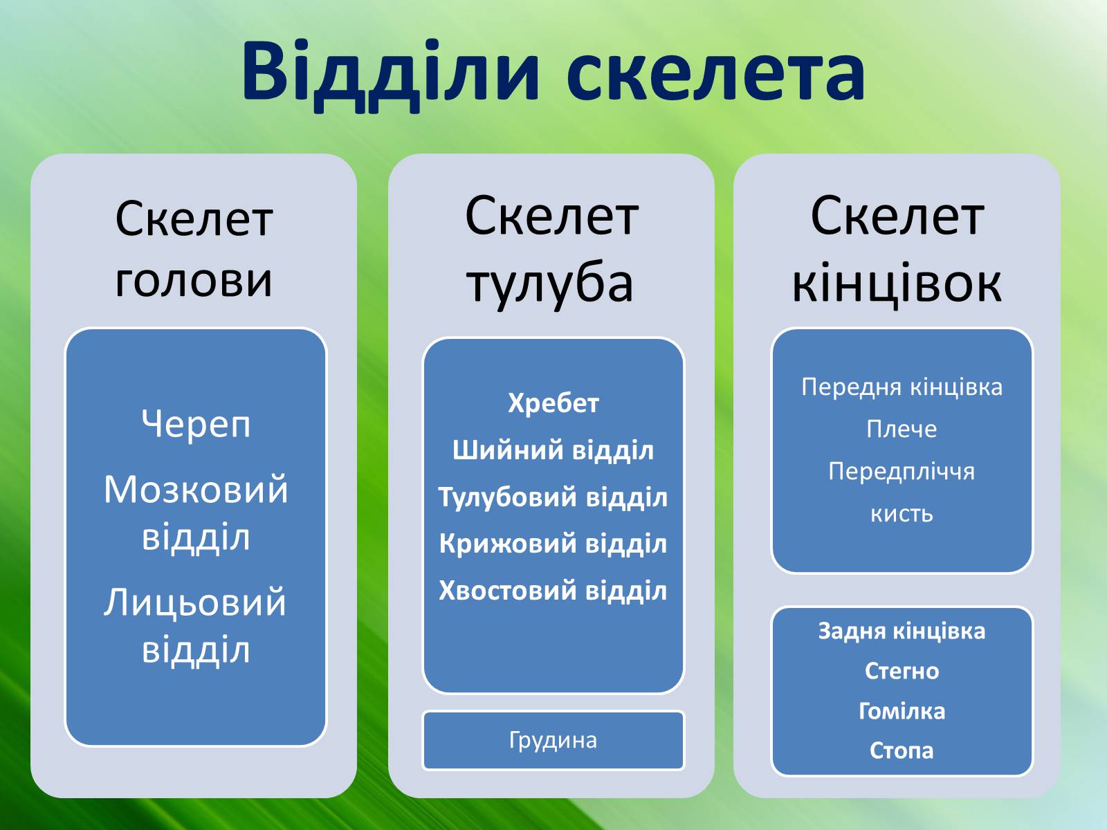 Презентація на тему «Зовнішня будова земноводних» - Слайд #11