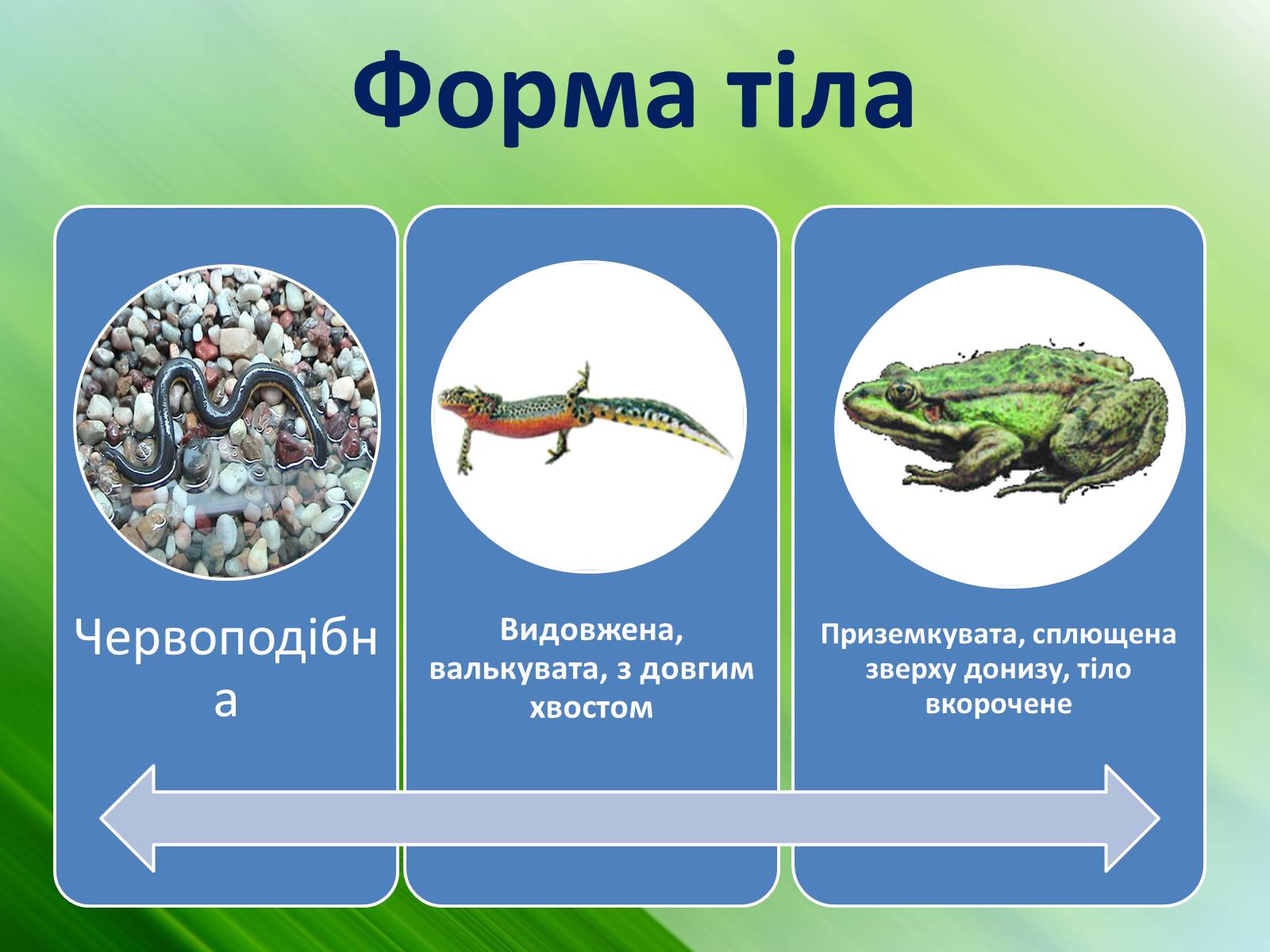 Презентація на тему «Зовнішня будова земноводних» - Слайд #12