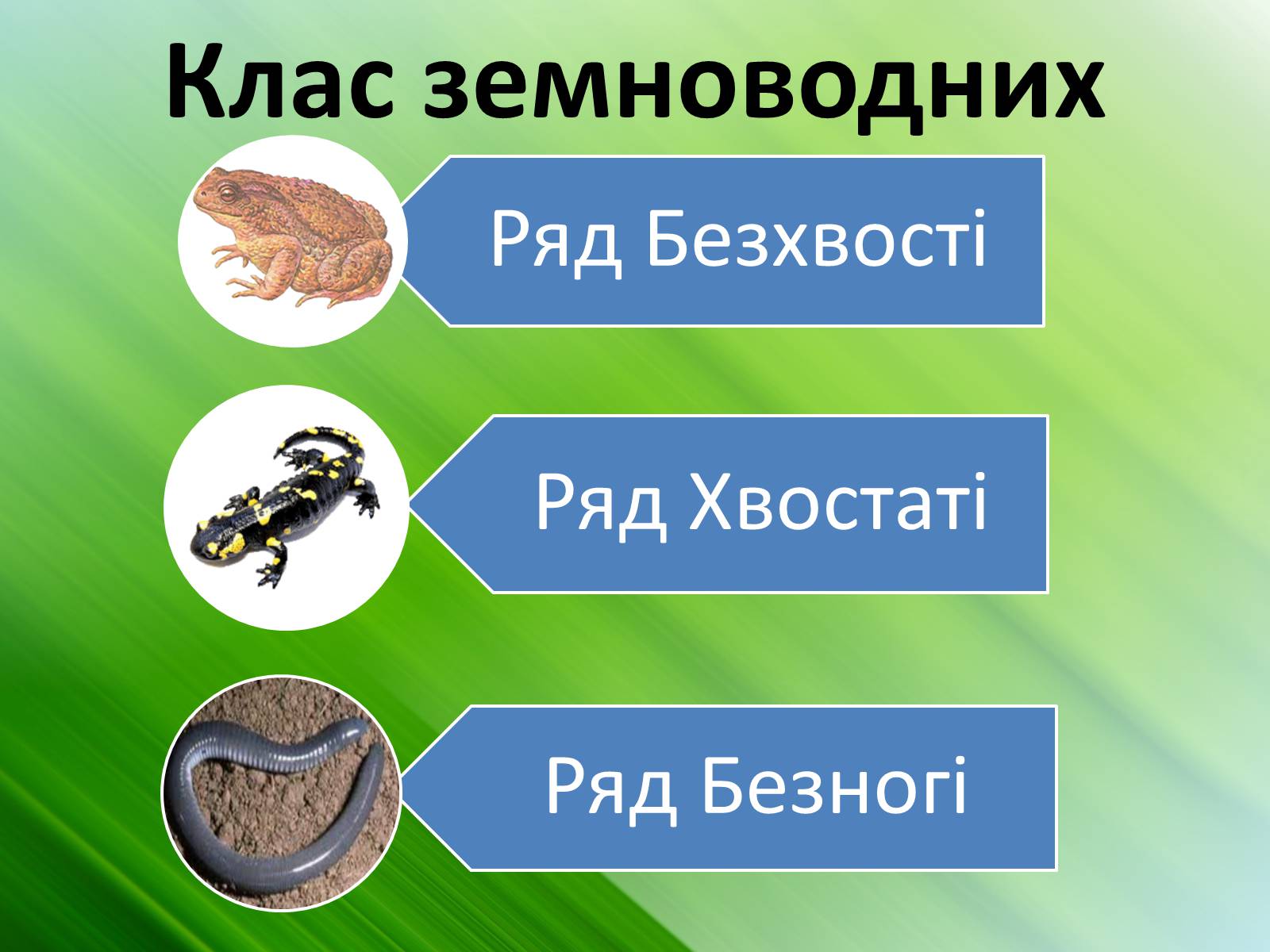 Презентація на тему «Зовнішня будова земноводних» - Слайд #4