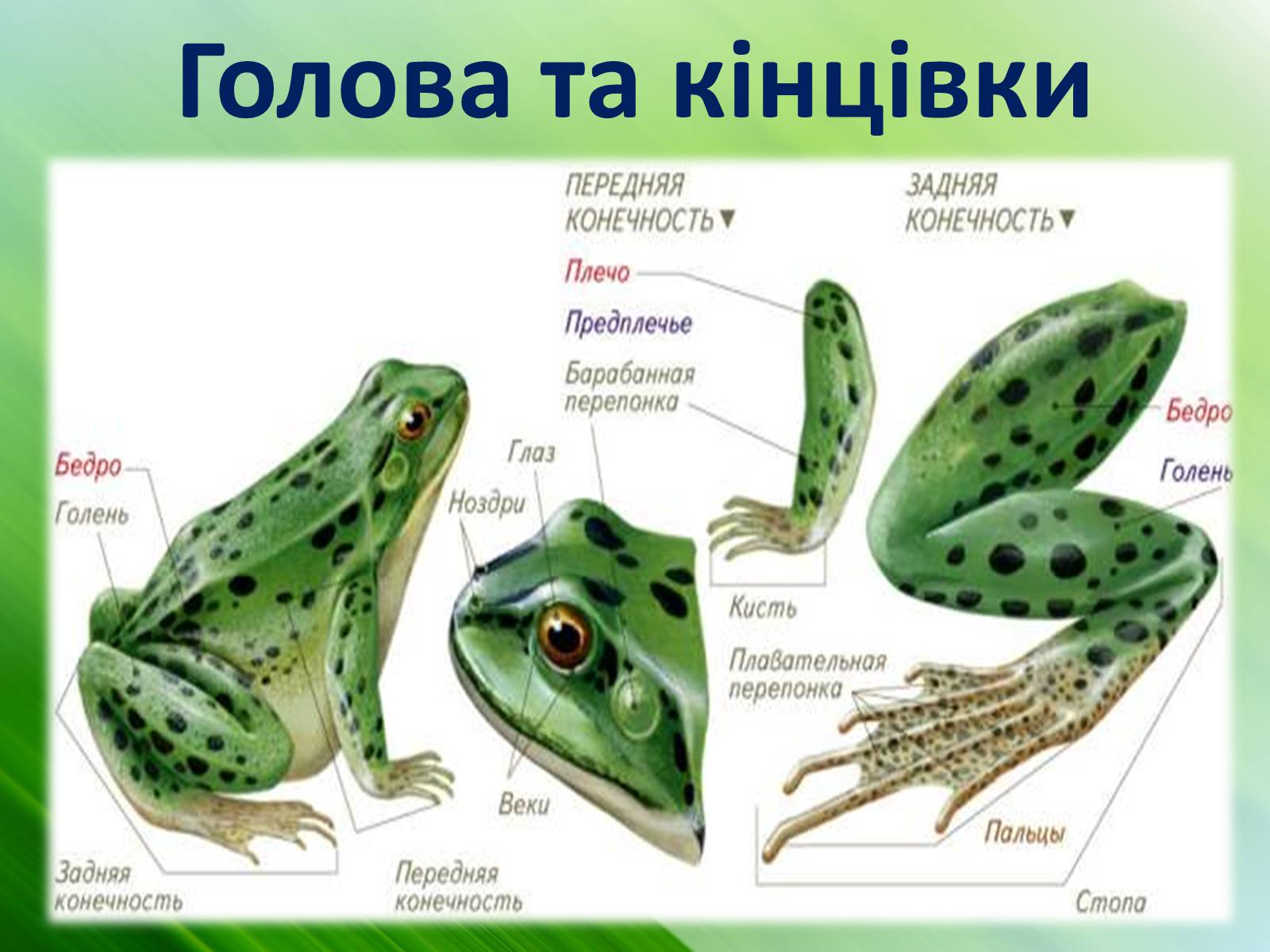 Тело земноводных состоит из. Амфибии лягушки строение. Класс земноводные строение лягушки. Строение лягушачьих лап. Внешнее строение земноводных 7 класс биология лягушка.