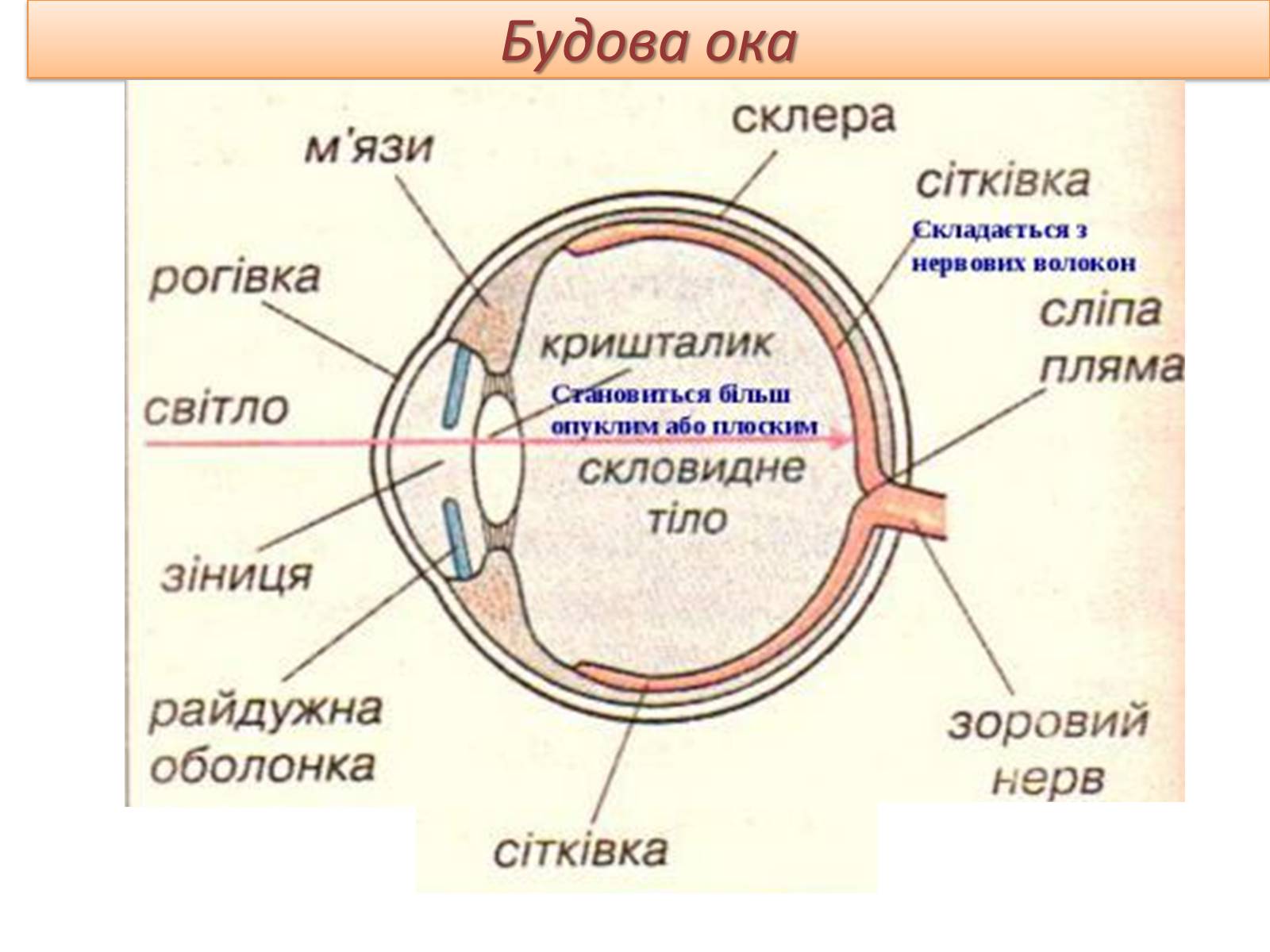 Презентація на тему «Око» (варіант 2) - Слайд #3