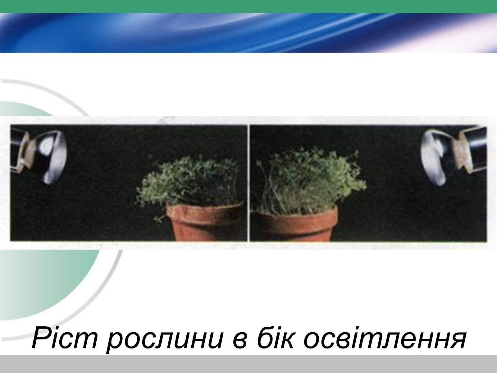 Презентація на тему «Біологія — наука про живу природу. Значення біології» - Слайд #8