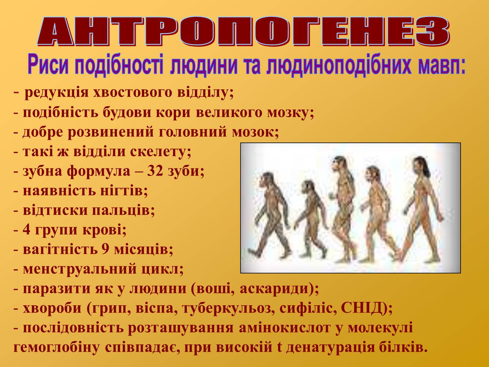 Последовательность антропогенеза. Антропогенез. Антропогенез презентация. Антропогенез человека. Антропогенез это в биологии.