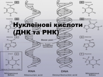 Презентація на тему «ДНК» (варіант 1)