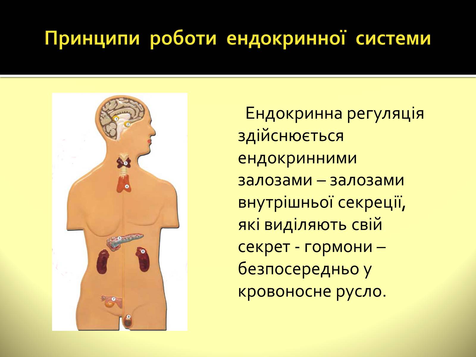 Презентація на тему «Ендокринні залози» - Слайд #2