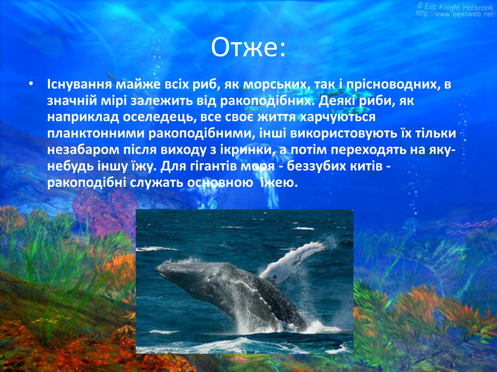 Презентація на тему «Різноманітність ракоподібних» (варіант 2) - Слайд #18