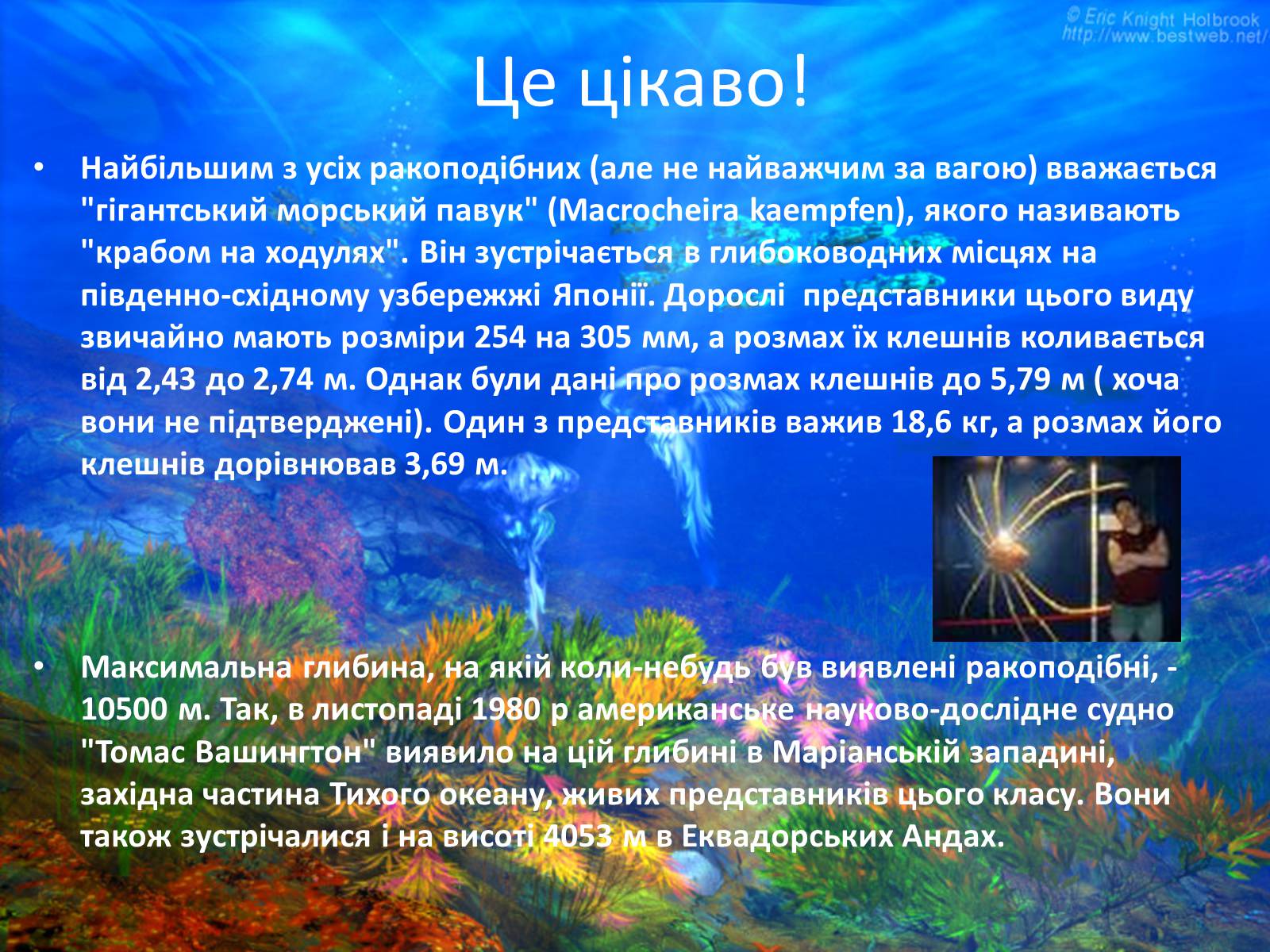 Презентація на тему «Різноманітність ракоподібних» (варіант 2) - Слайд #21