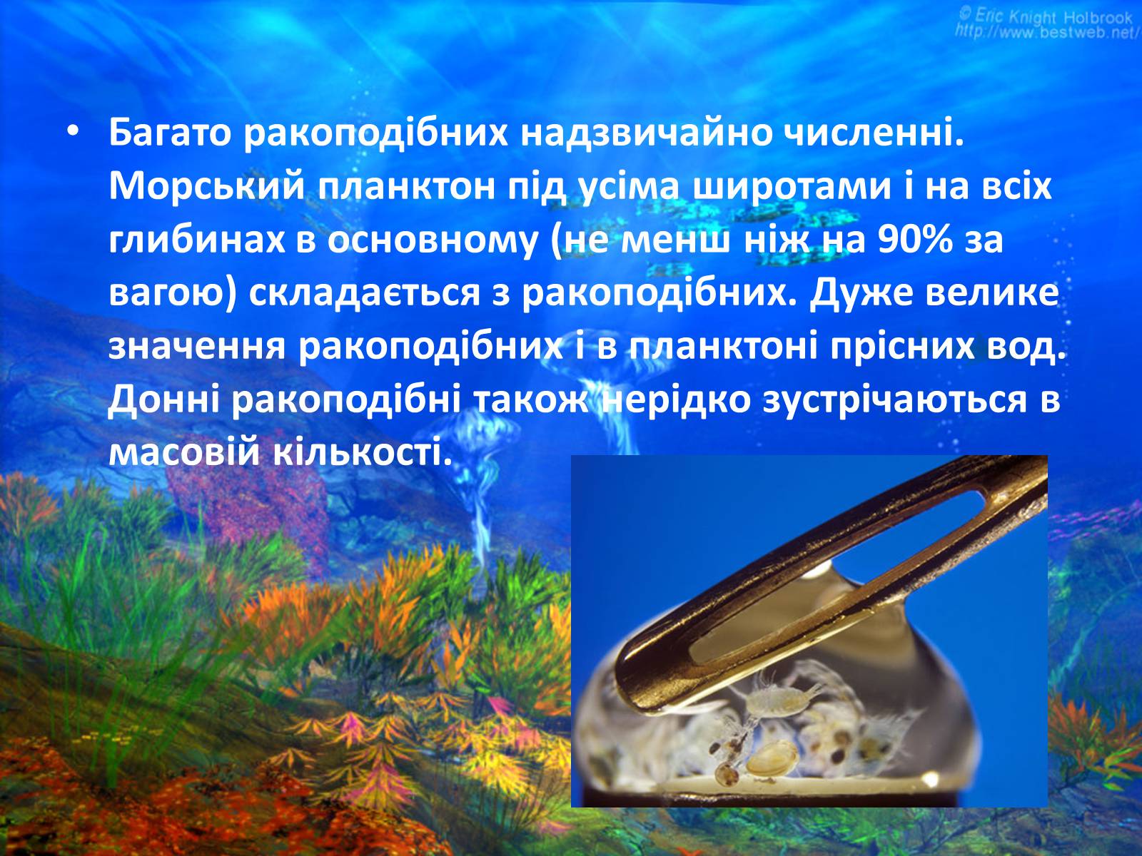 Презентація на тему «Різноманітність ракоподібних» (варіант 2) - Слайд #4