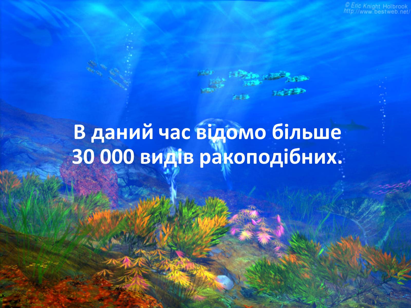 Презентація на тему «Різноманітність ракоподібних» (варіант 2) - Слайд #5