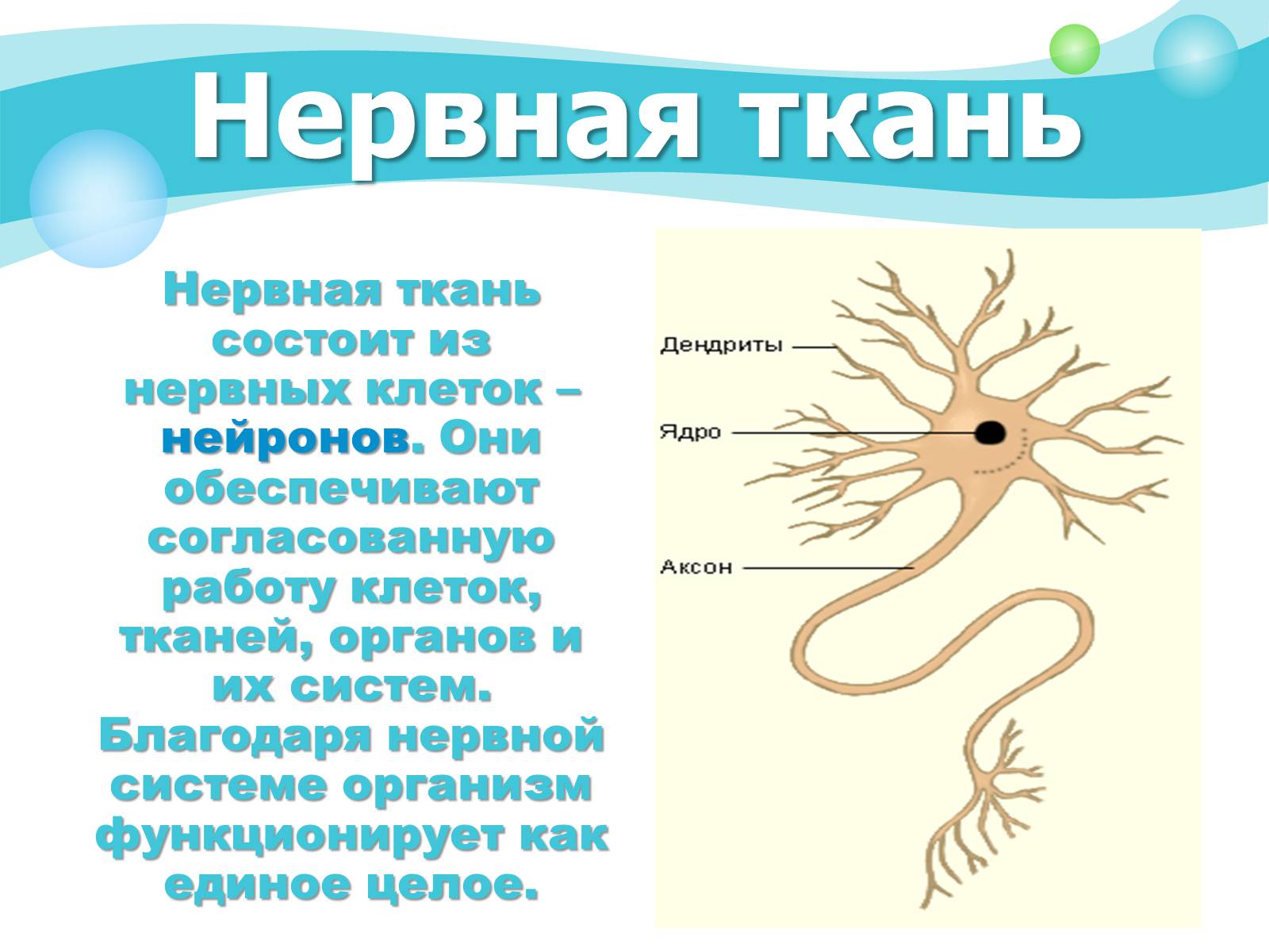 Презентація на тему «Как устроен организм человека» - Слайд #4