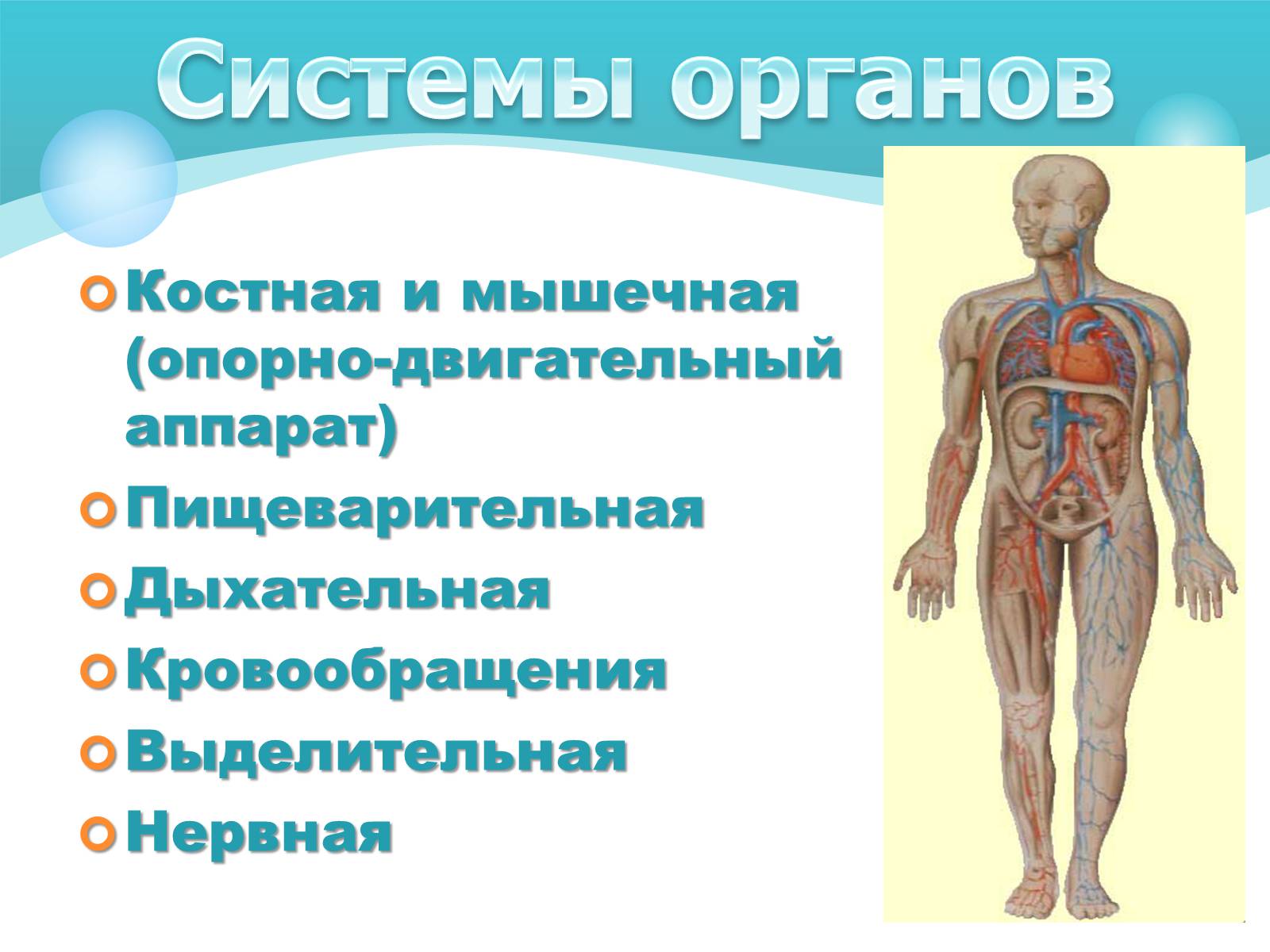 Работа систем органов. Система органов 4 класс окружающий. Система органов человека доклад 4 класс. Системы органов человека 4 класс окружающий мир. Системы органов человека презентация.