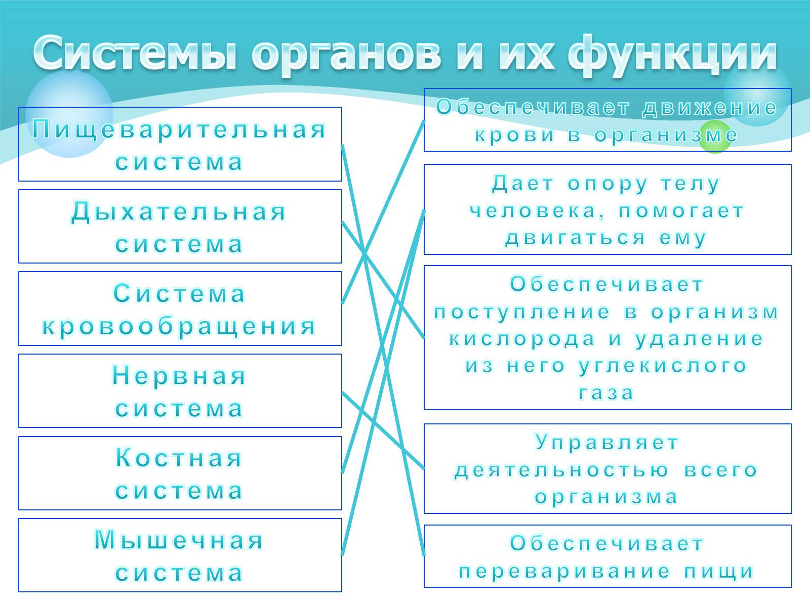 Презентація на тему «Как устроен организм человека» - Слайд #9