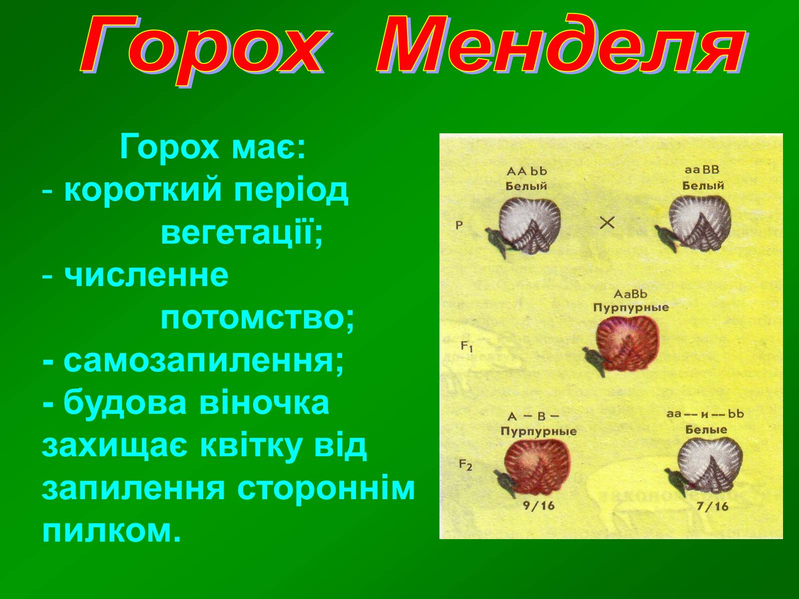 Презентація на тему «Горох Менделя» - Слайд #5