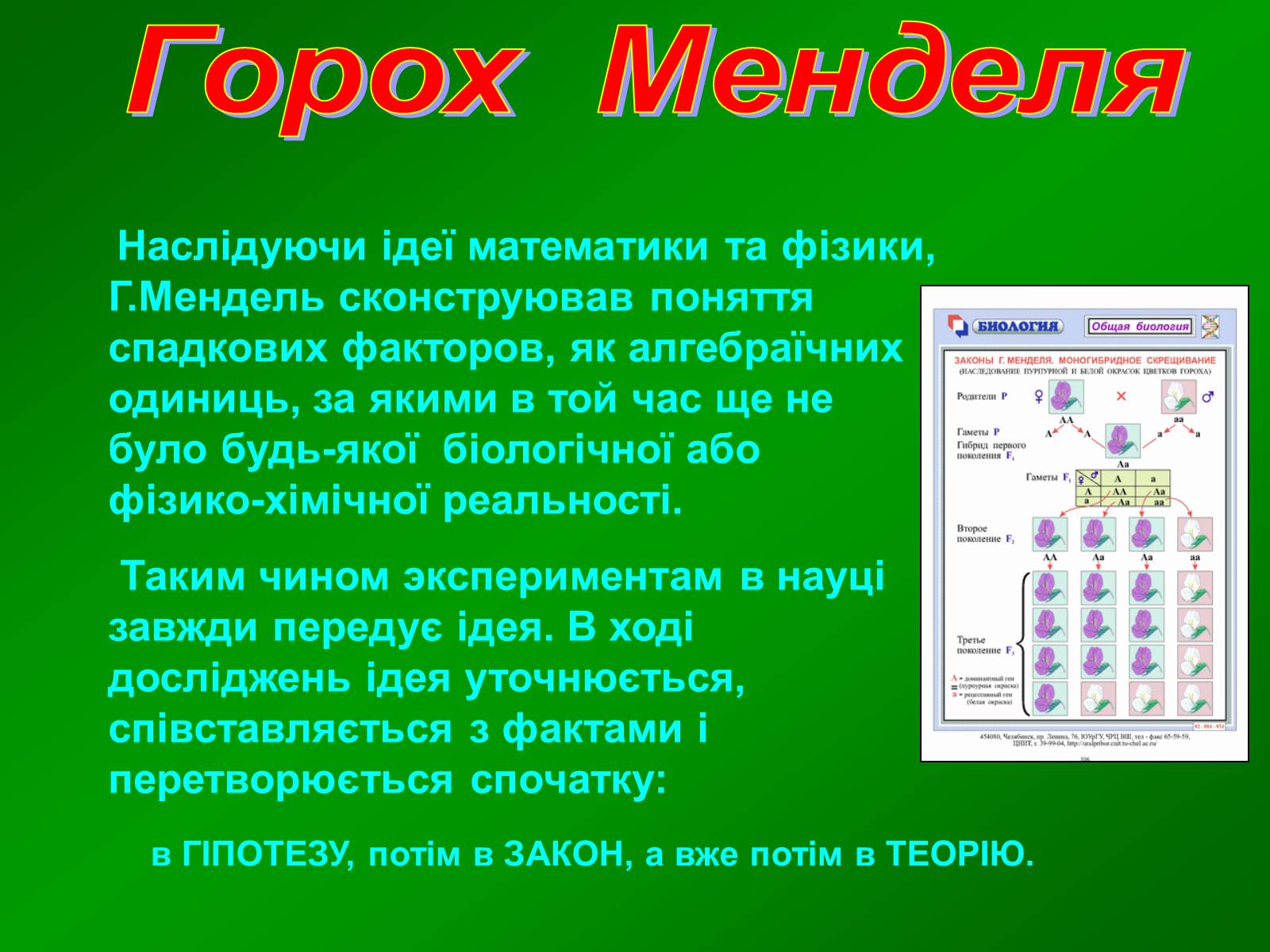 Презентація на тему «Горох Менделя» - Слайд #8