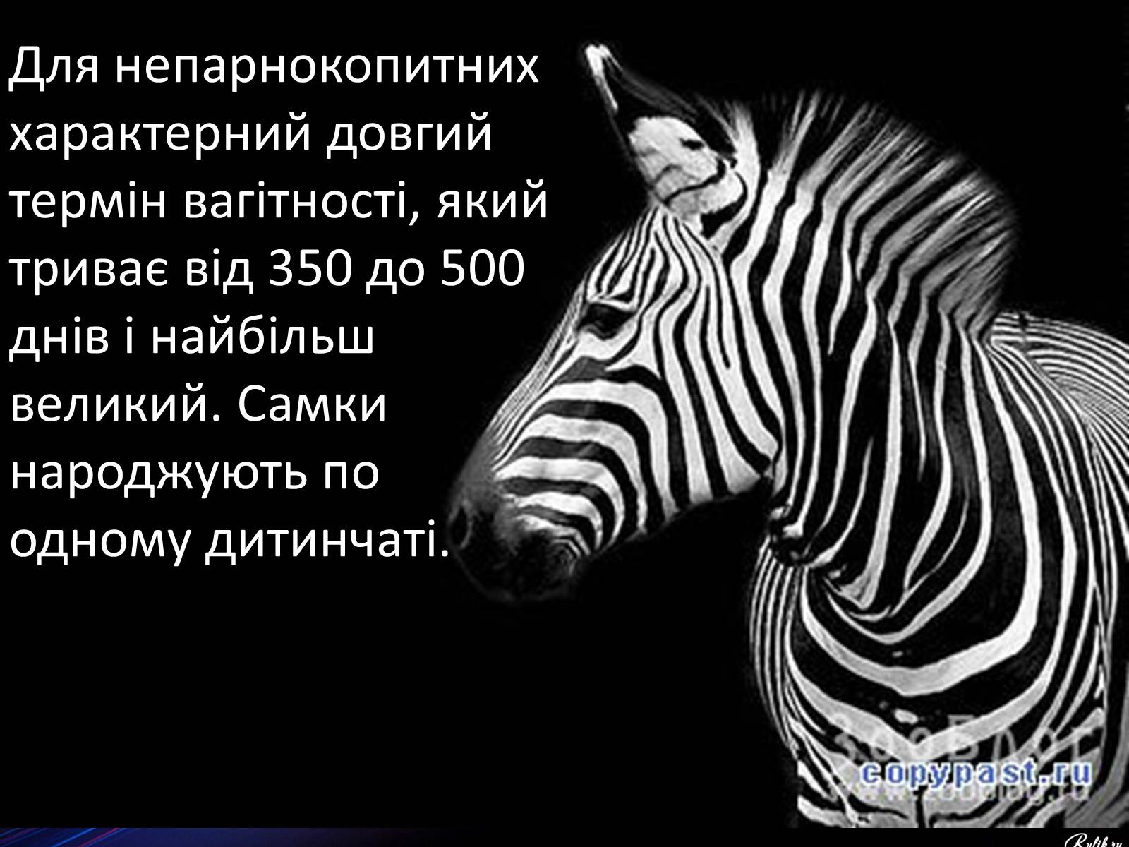 Презентація на тему «Непарнокопитні» - Слайд #7