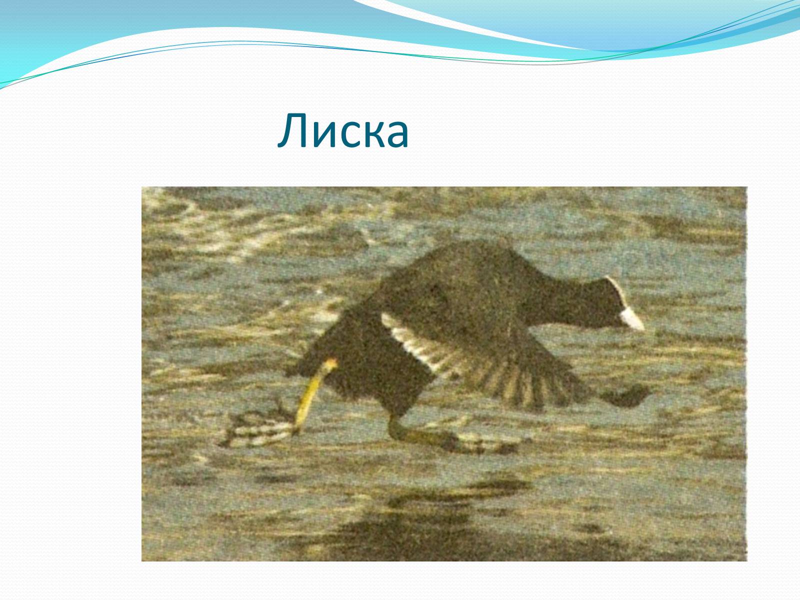 Презентація на тему «Надряд Кільогруді птахи» - Слайд #11