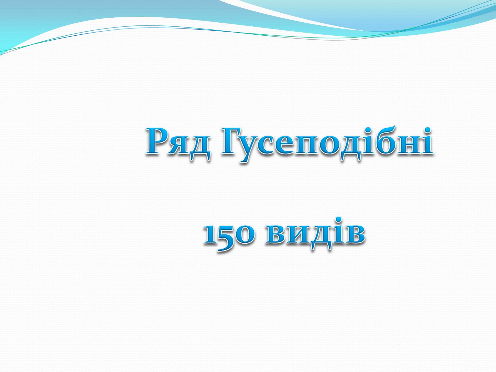 Презентація на тему «Надряд Кільогруді птахи» - Слайд #12