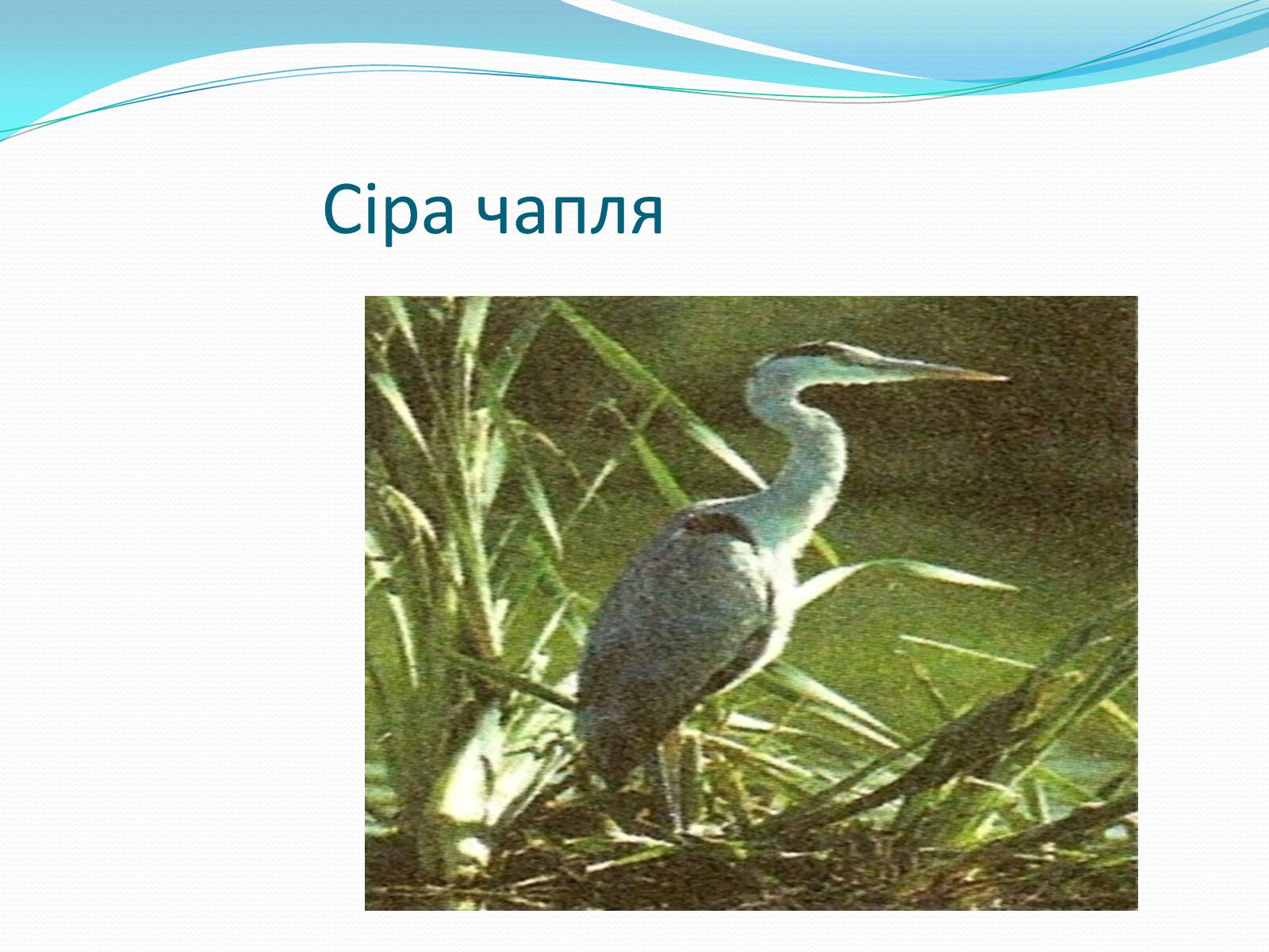 Презентація на тему «Надряд Кільогруді птахи» - Слайд #7