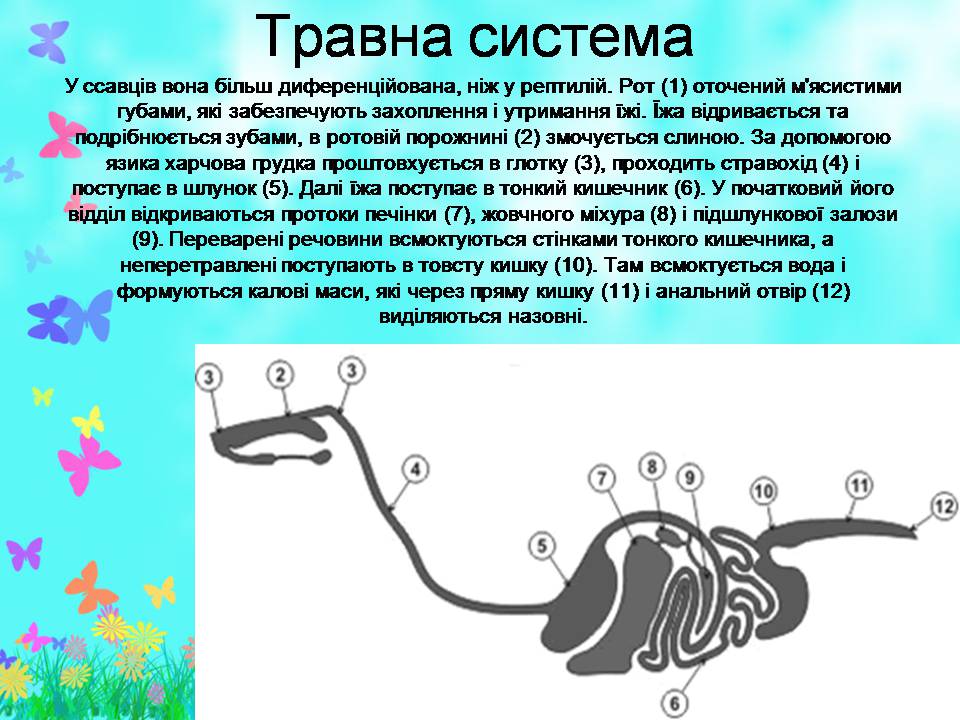 Презентація на тему «Внутрішня будова ссавців» (варіант 2) - Слайд #2