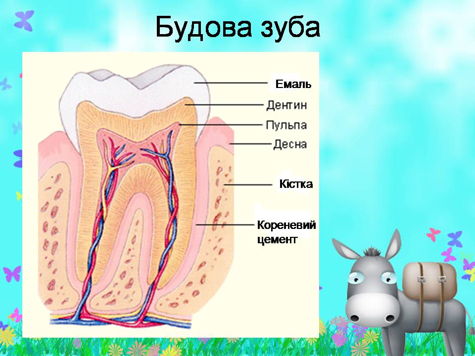 Презентація на тему «Внутрішня будова ссавців» (варіант 2) - Слайд #4