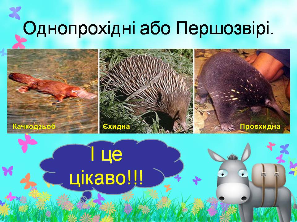 Презентація на тему «Внутрішня будова ссавців» (варіант 2) - Слайд #8