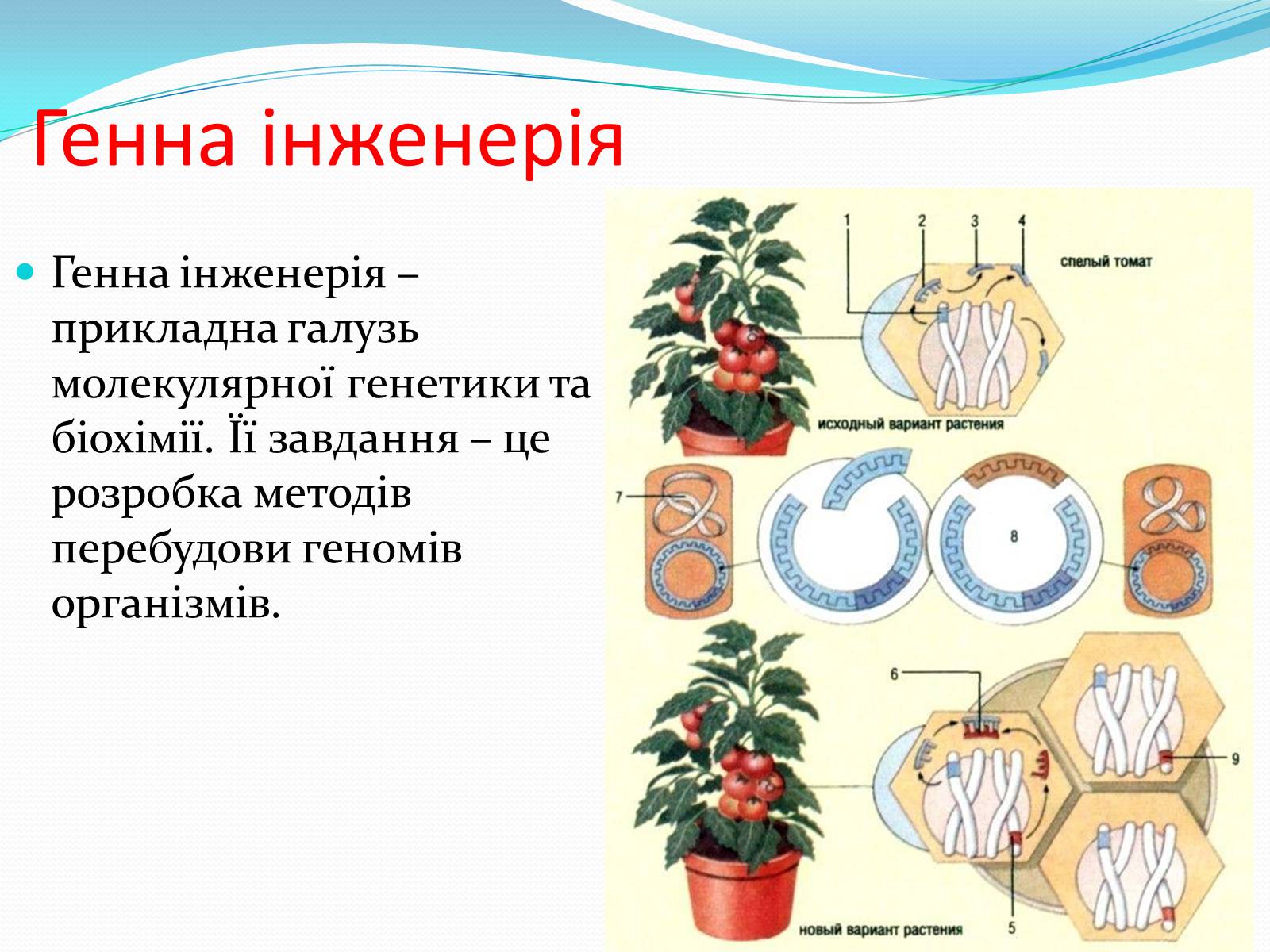 Презентація на тему «Основні напрямки сучасної біотехнології» (варіант 2) - Слайд #6